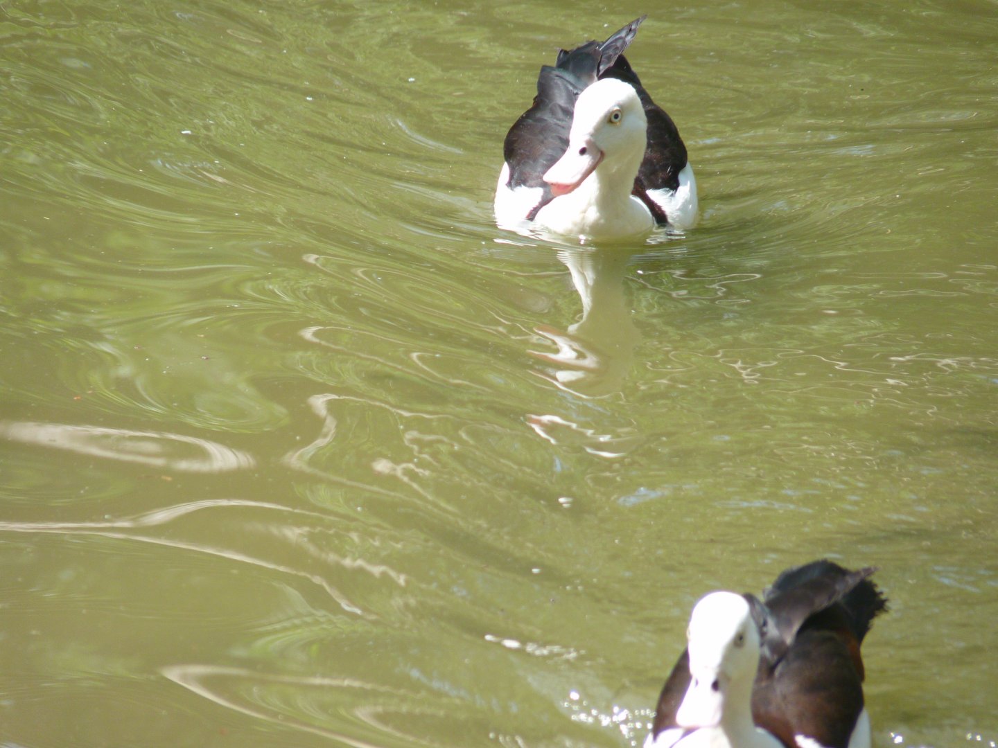 Radjah shelducks