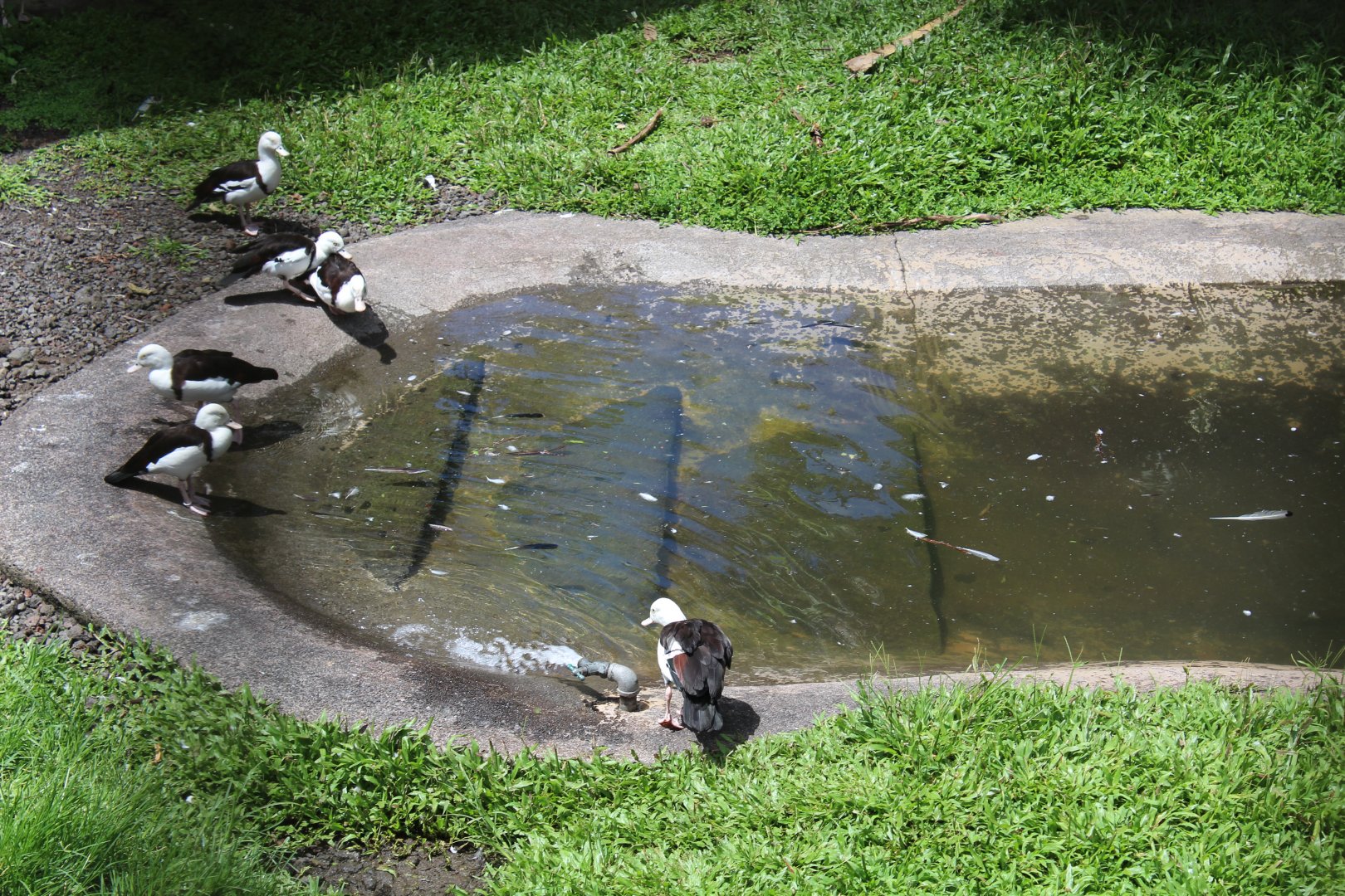 Radjah Shelducks