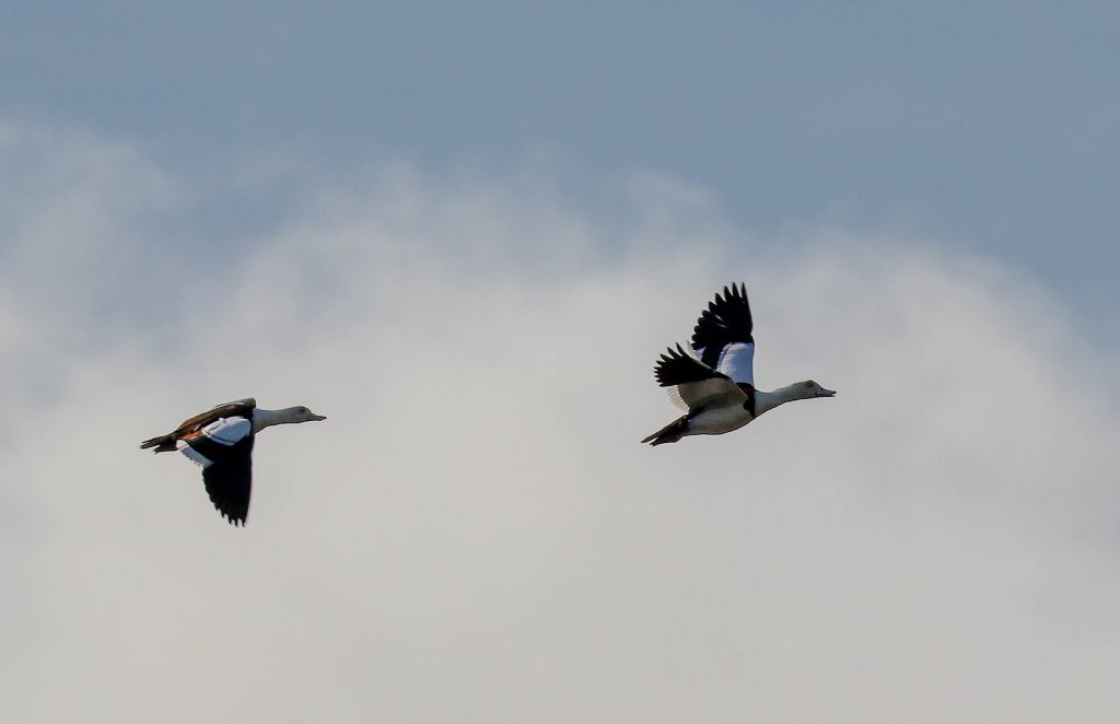 Radjah Shelducks