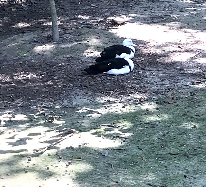 Radjah Shelducks