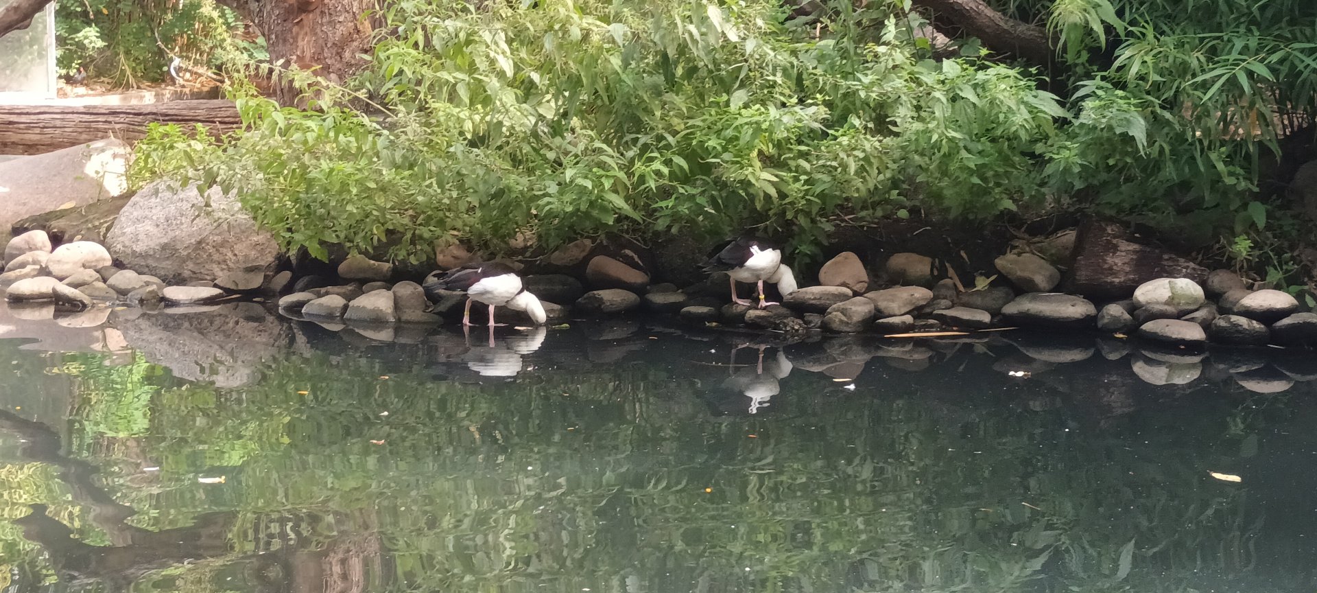 Radjah Shelducks