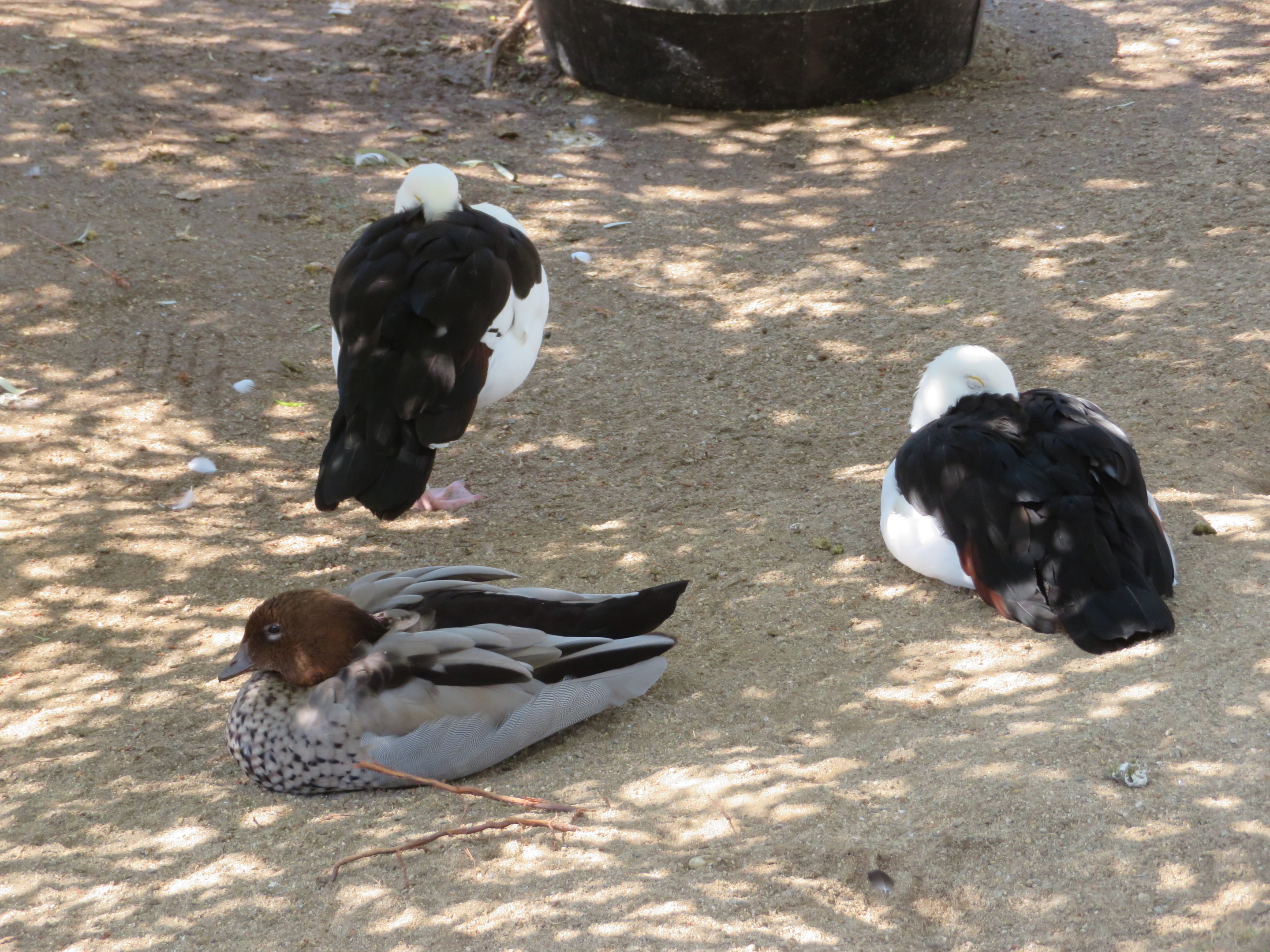 Radjah Shelducks
