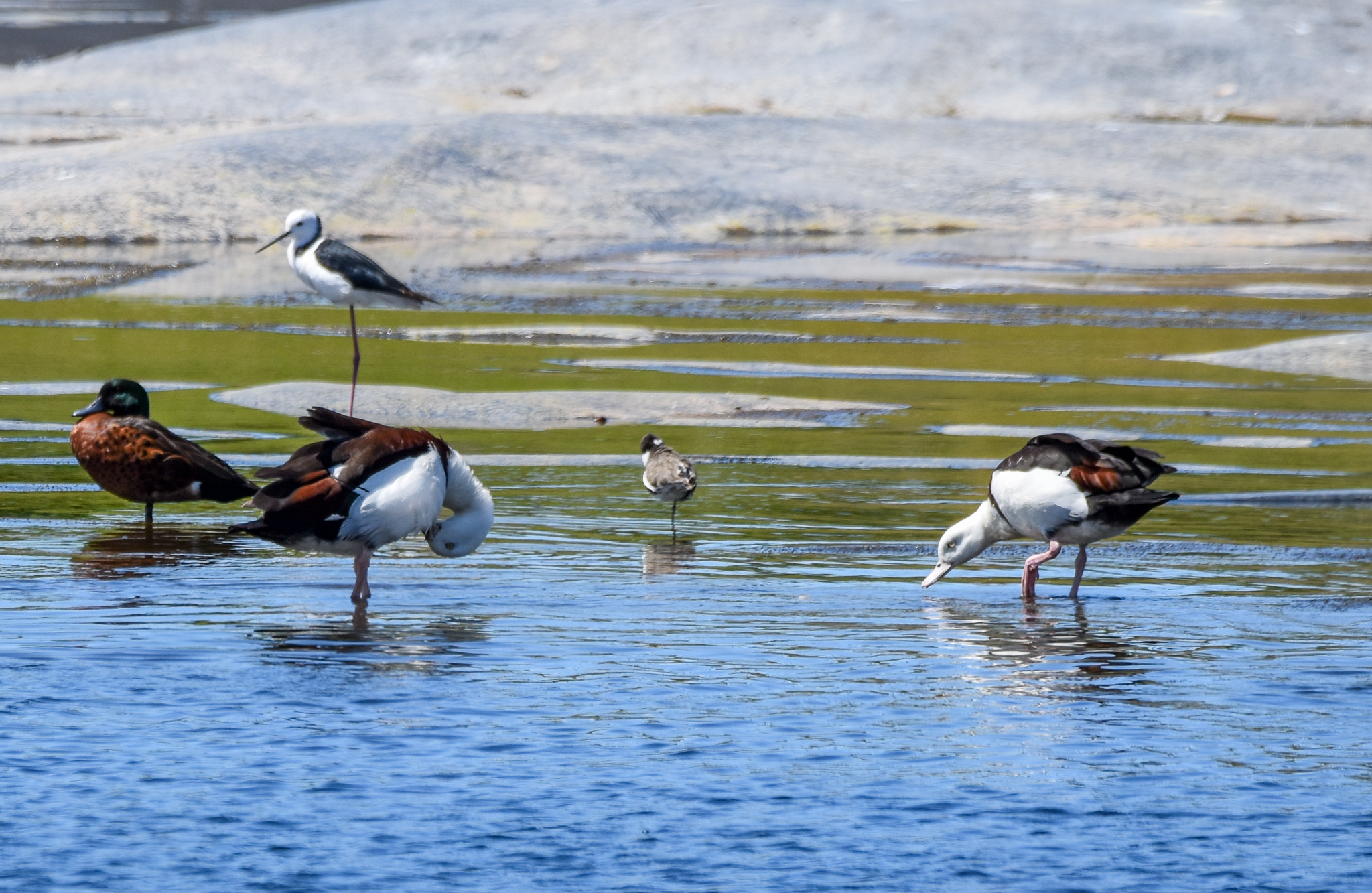 Radjah Shelducks