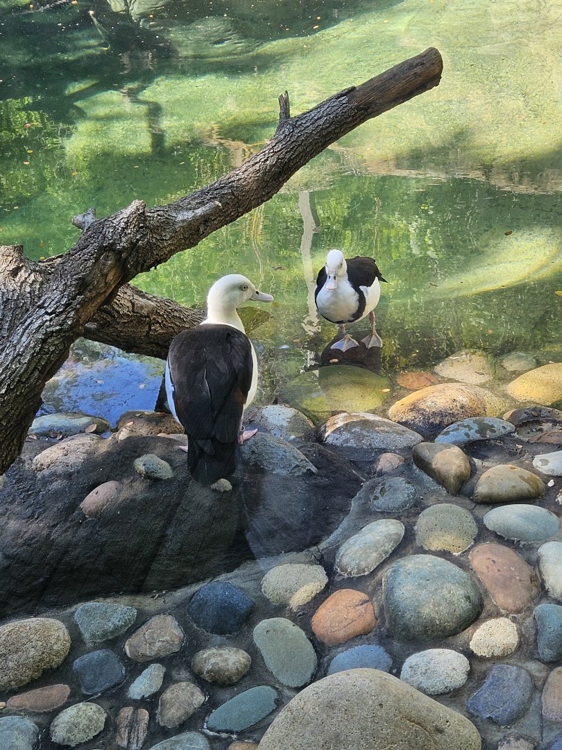 Radjah shelducks