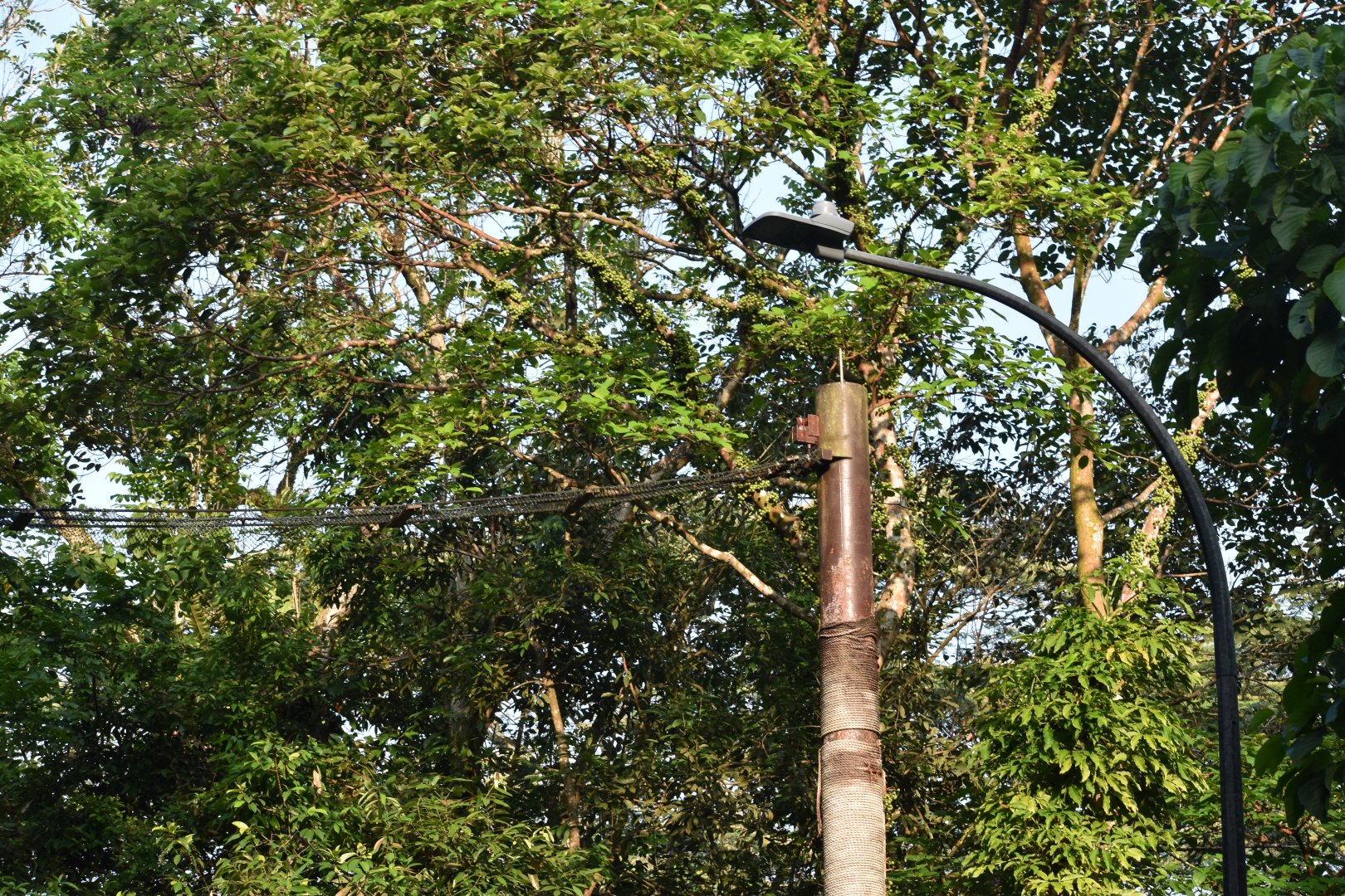 Raffle's Banded Langur Bridge ~ Thomson Nature Park
