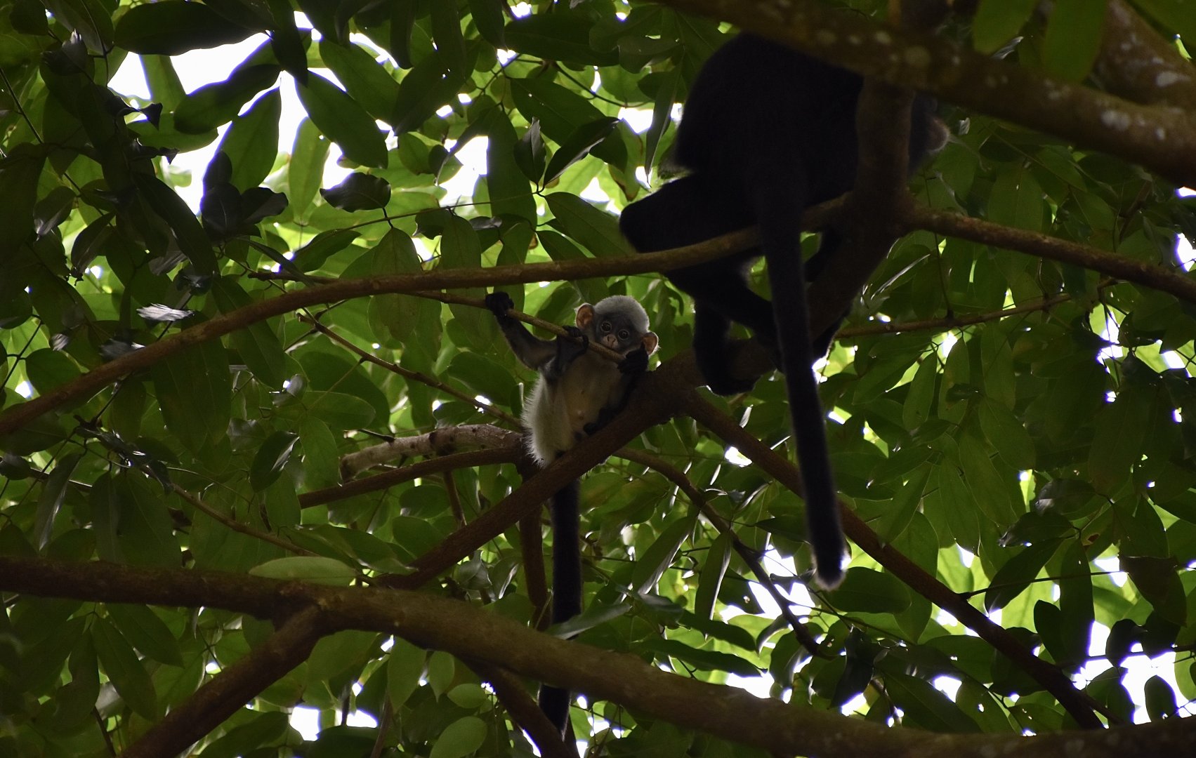 Raffles' Banded Langur (Presbytis femoralis) baby - Lower Peirce Reservoir