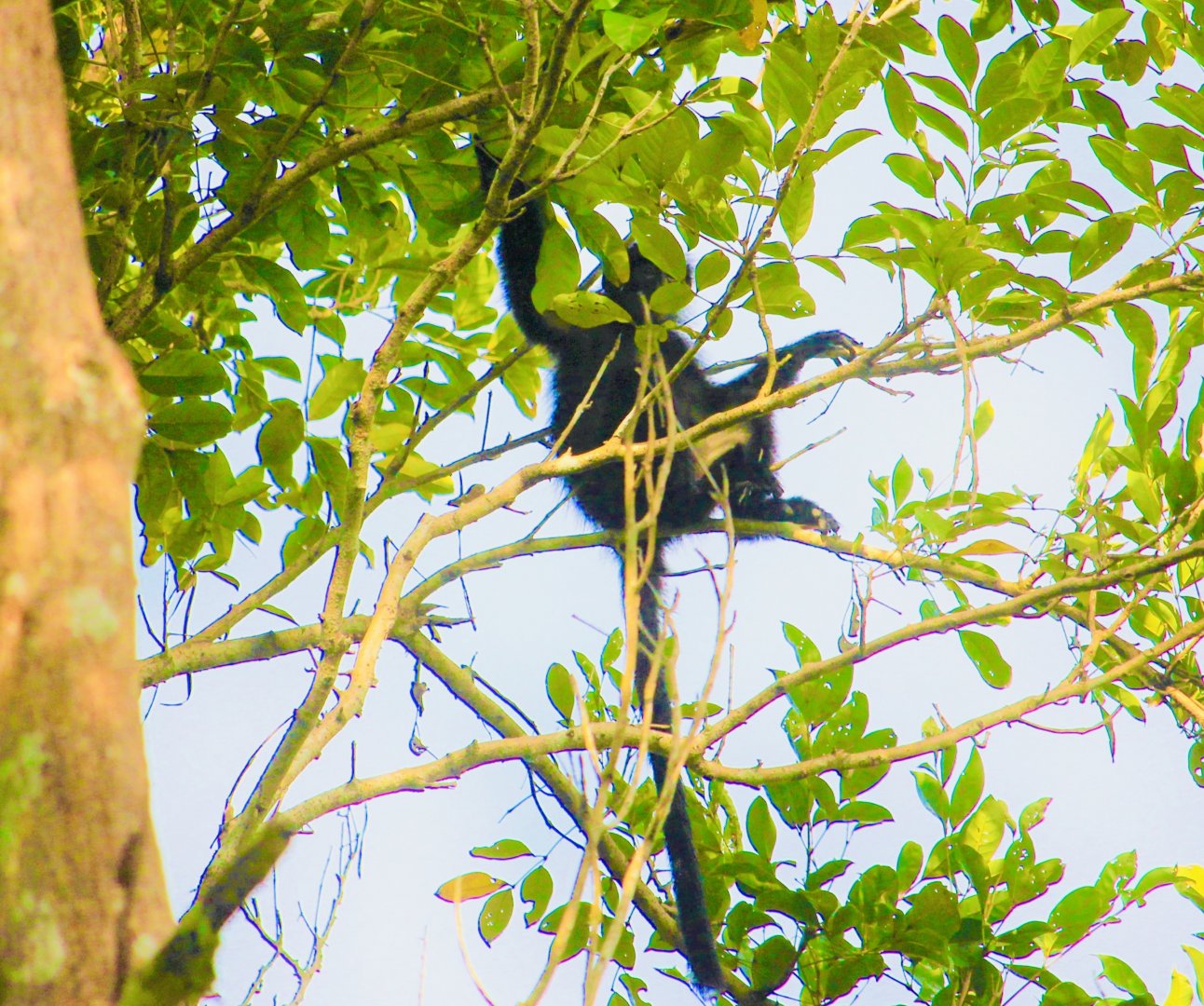 Raffles’ Banded Langur (Presbytis femoralis)