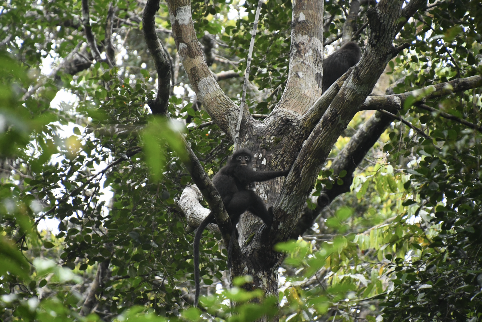 Raffles' banded langur (Presbytis femoralis)