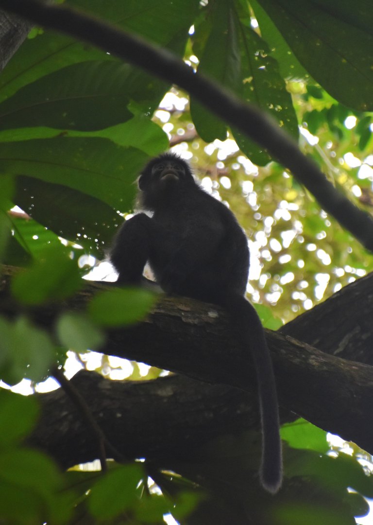 Raffles' banded langur, Presbytis femoralis