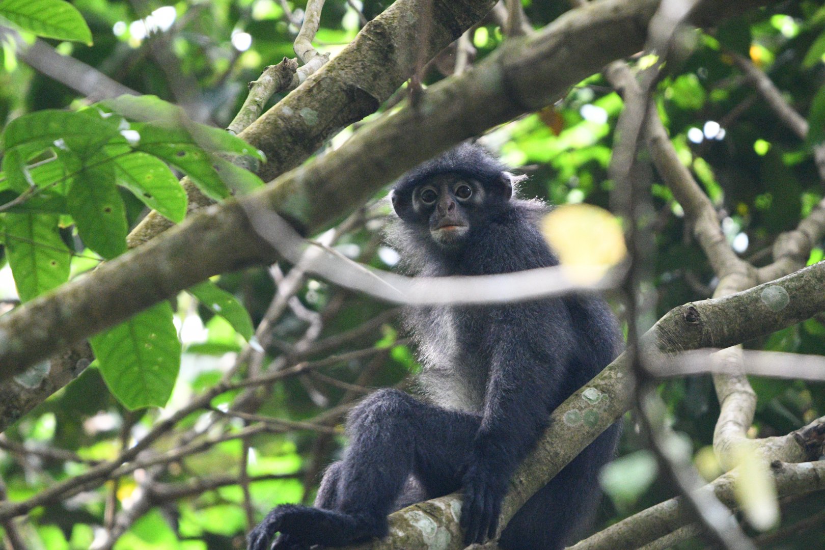 Raffle's Banded Langur ~ Thomson Nature Park