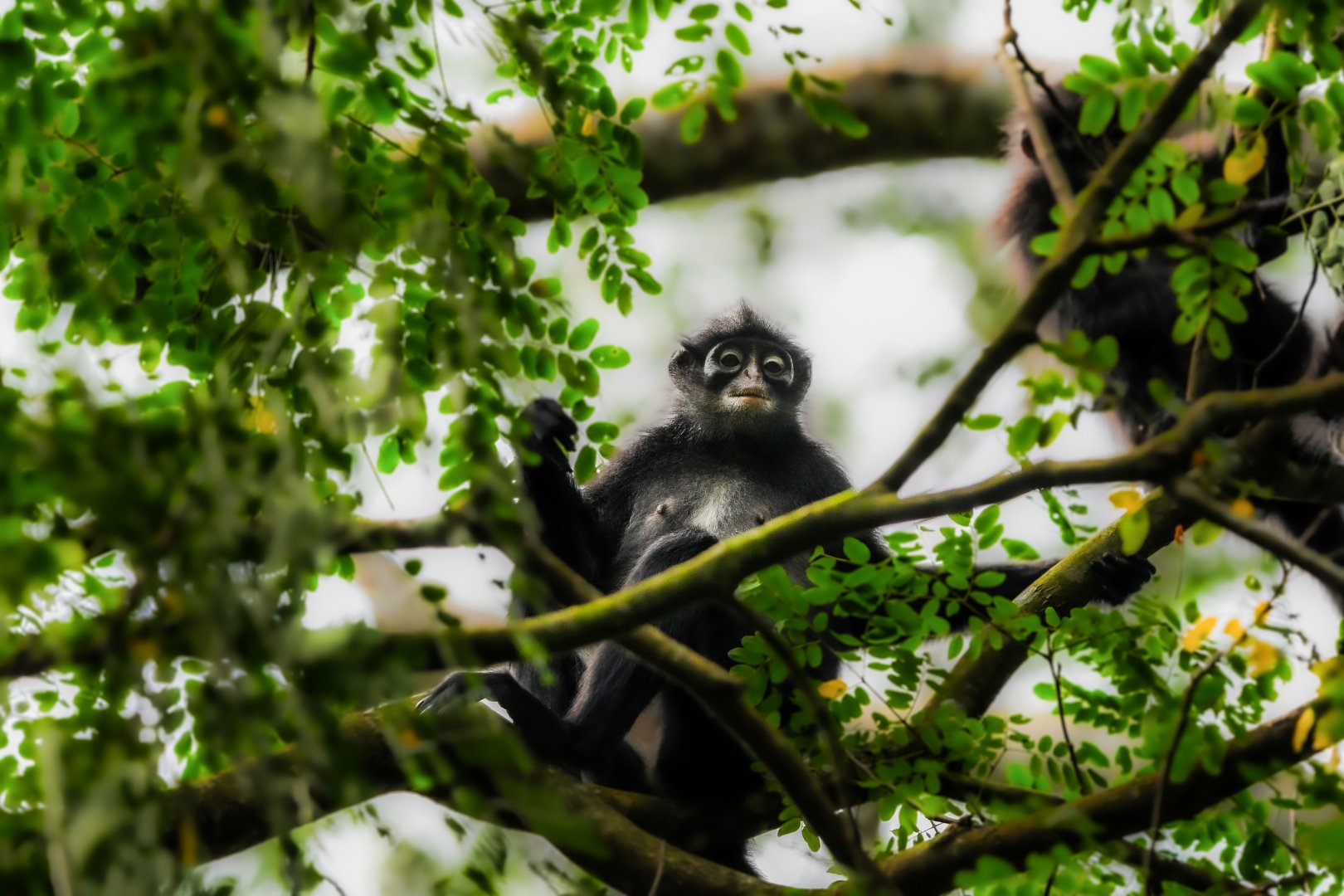 Raffle's Banded Langur ~ Thomson Nature Park
