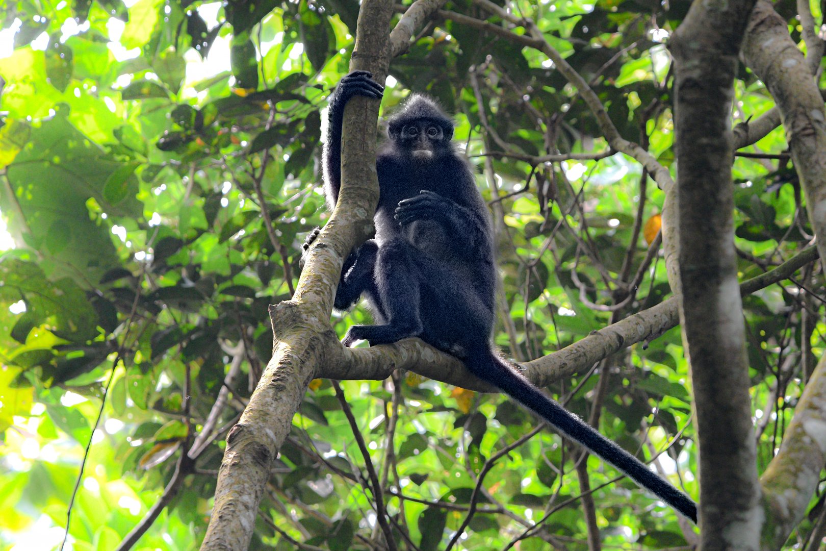 Raffle's Banded Langur ~ Thomson Nature Park