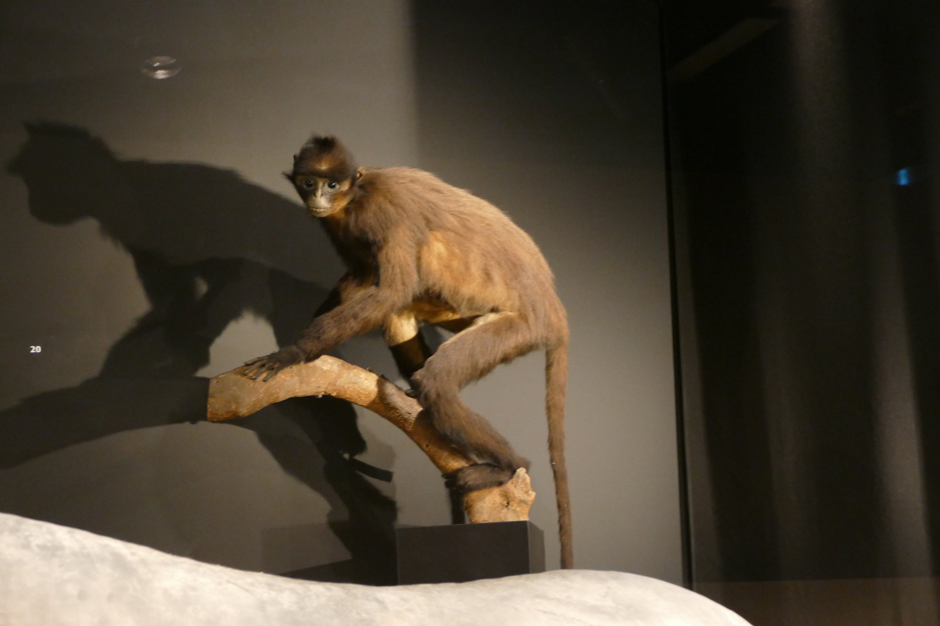 Raffles' banded langur