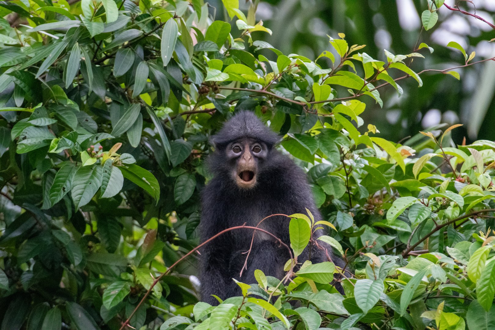 Raffles Banded Langur