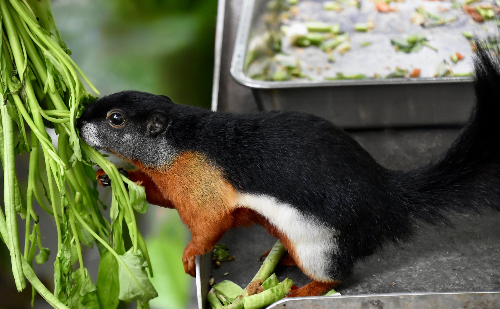 Raffles' Prevost Squirrel (Callosciurus prevostii rafflesii)