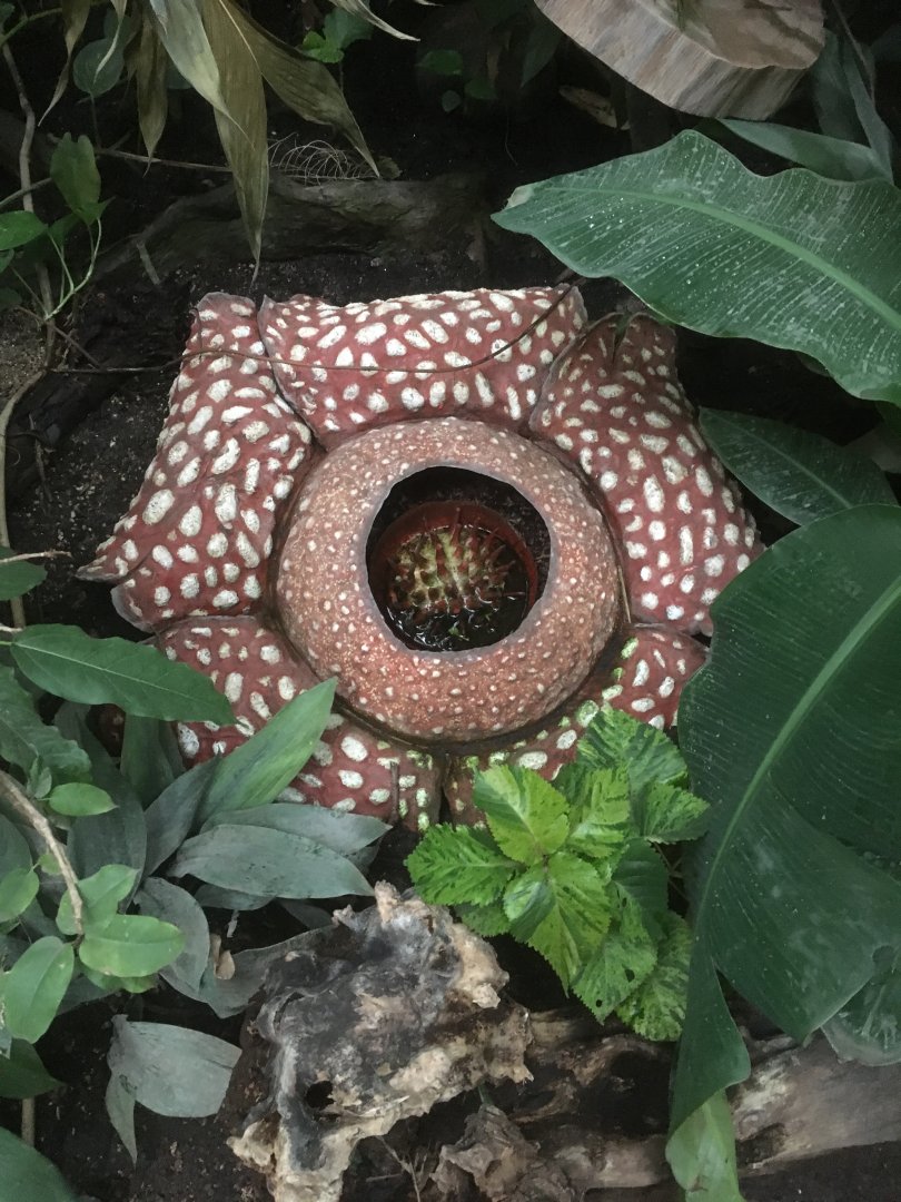Rafflesia (fake)