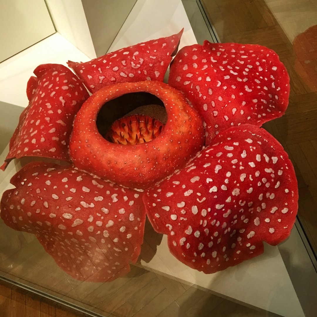 Rafflesia Flower
