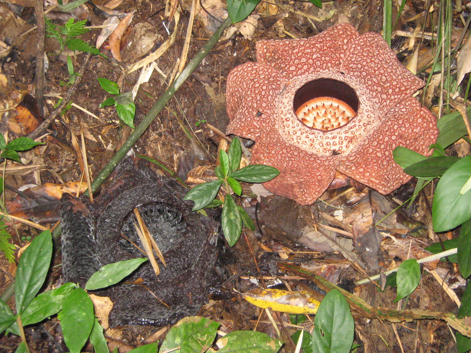 Rafflesia keithii