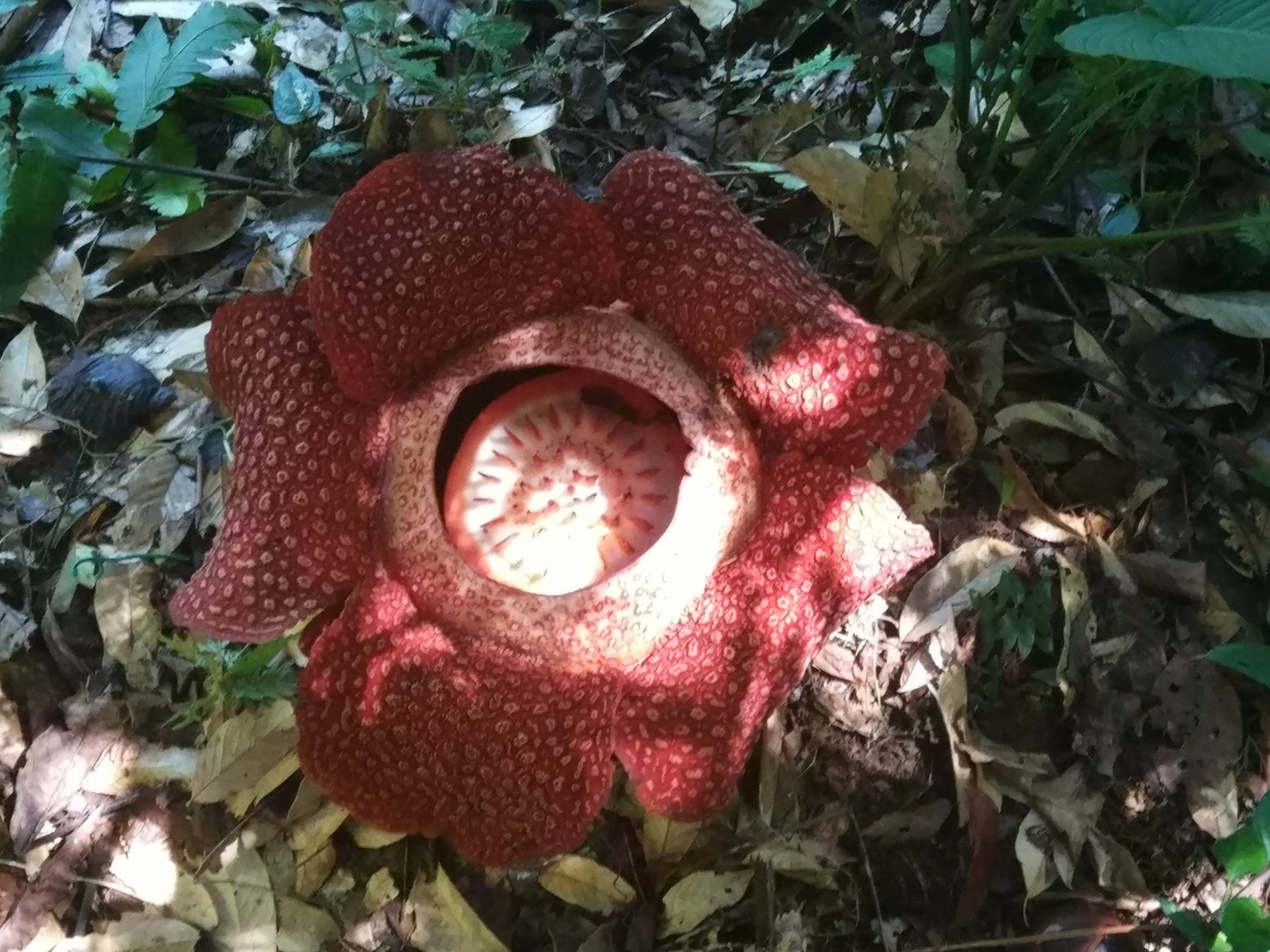 Rafflesia sp. - Poring Hot Springs, Sabah