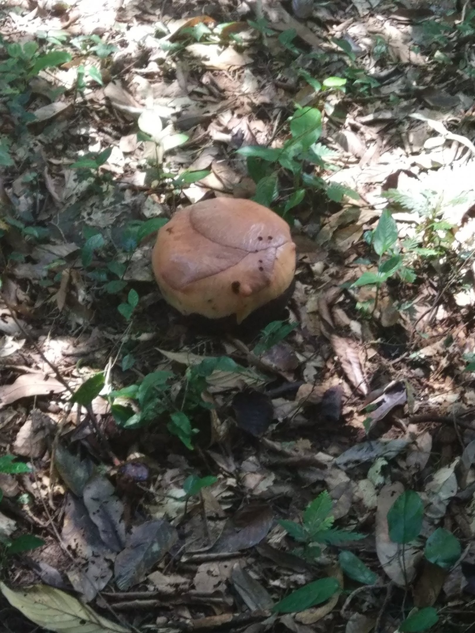 Rafflesia sp. - Poring Hot Springs, Sabah