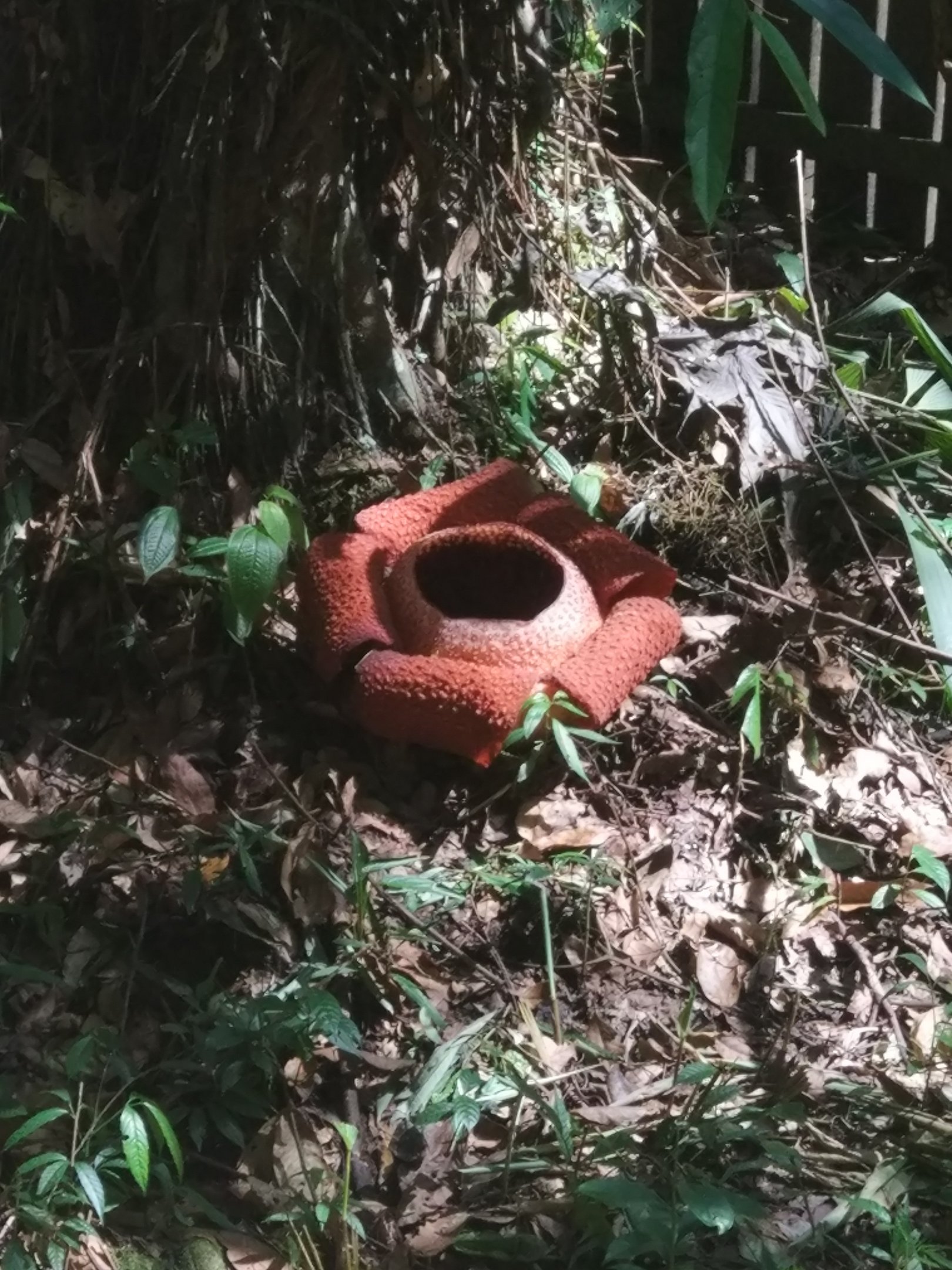 Rafflesia sp. - Poring Hot Springs, Sabah