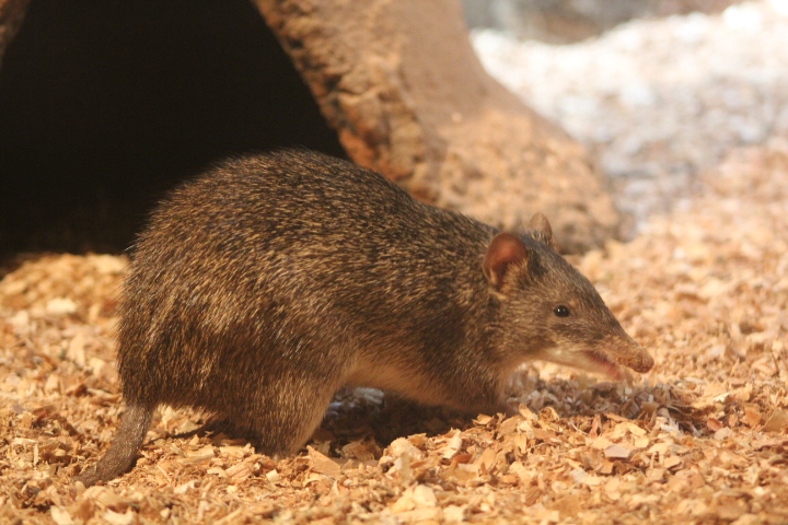 Raffray's bandicoot (Peroryctes raffrayana raffrayana)