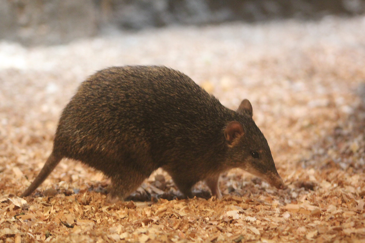 Raffray's bandicoot (Peroryctes raffrayana raffrayana)