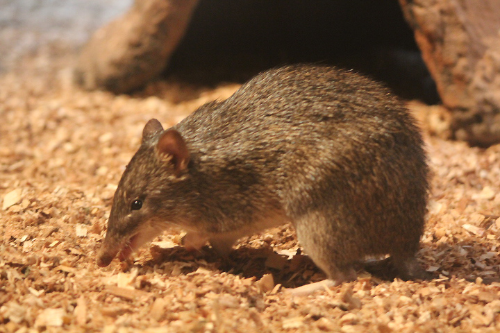 Raffray's bandicoot (Peroryctes raffrayana raffrayana)