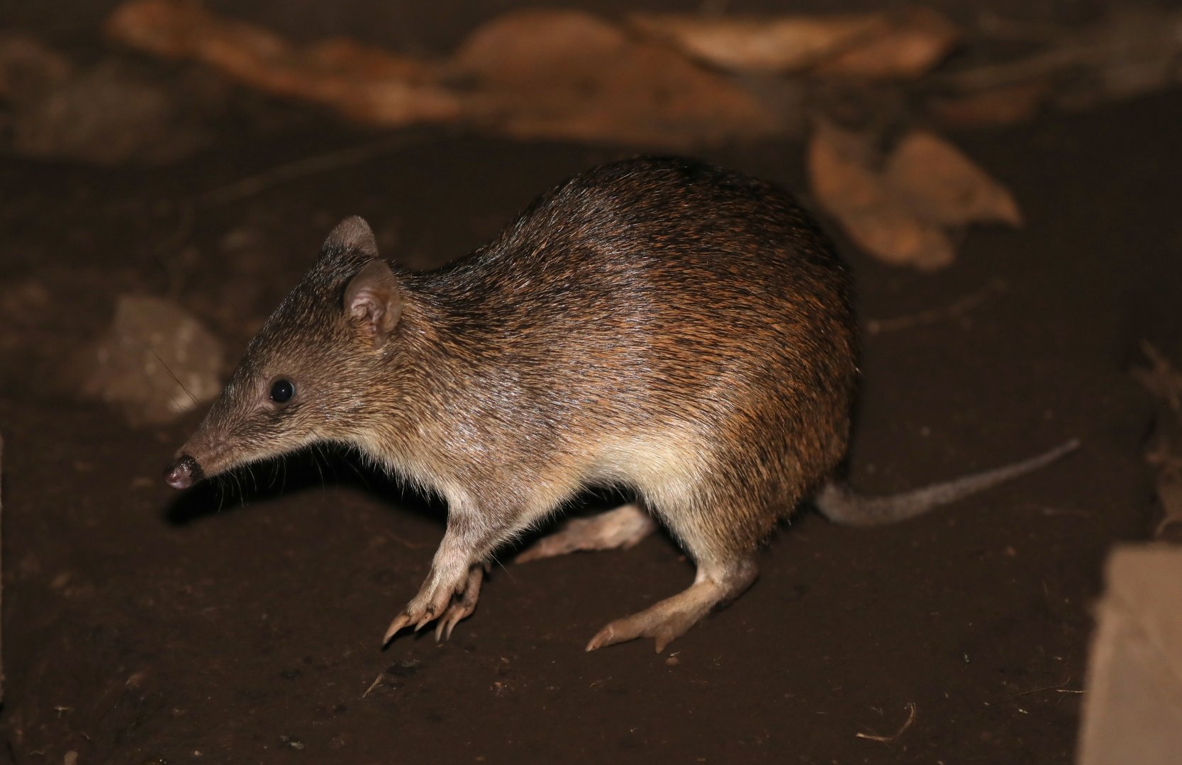 Raffray's bandicoot (Peroryctes raffrayana)