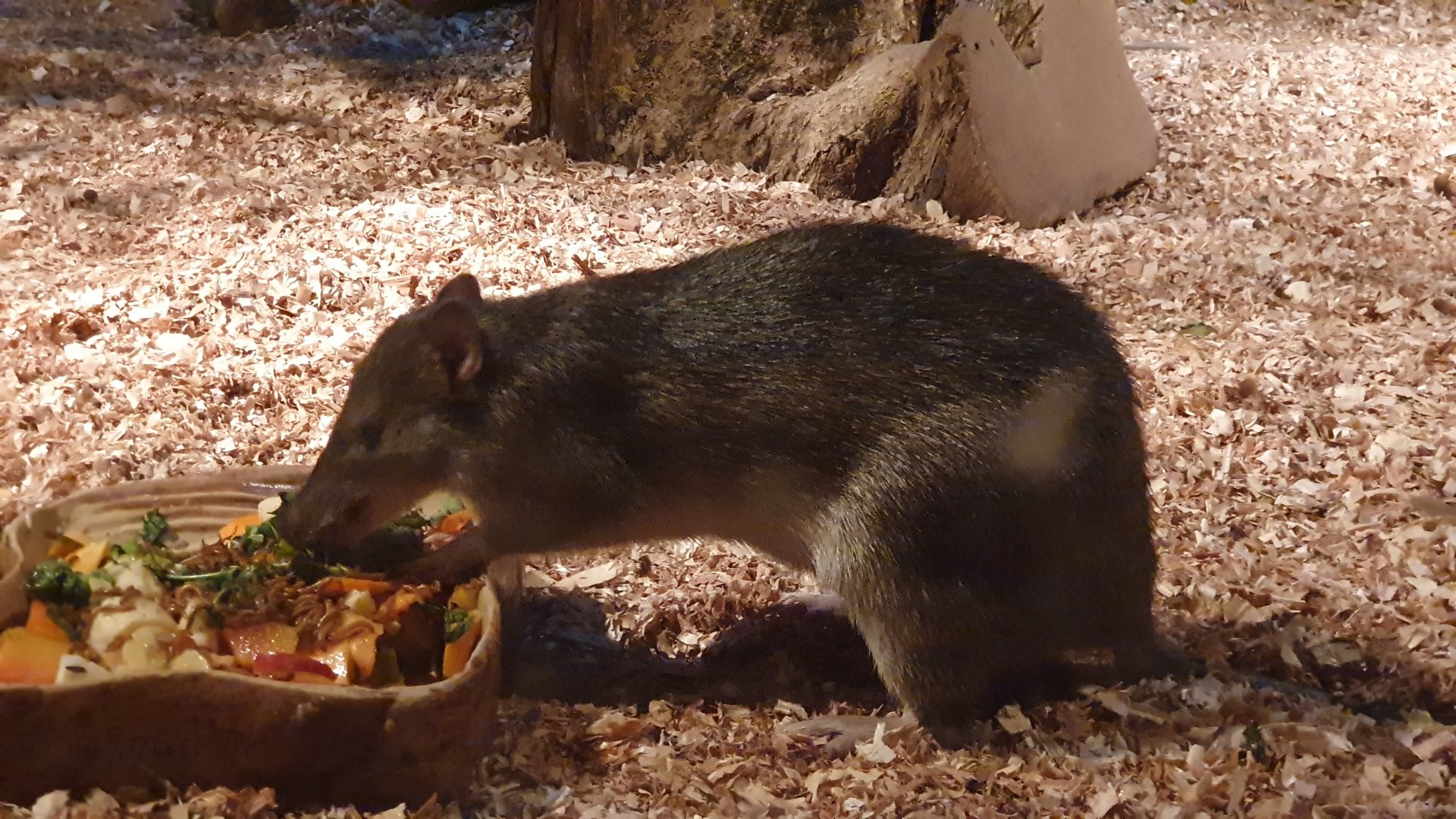 Raffray's Bandicoot (Peroryctes raffrayana)