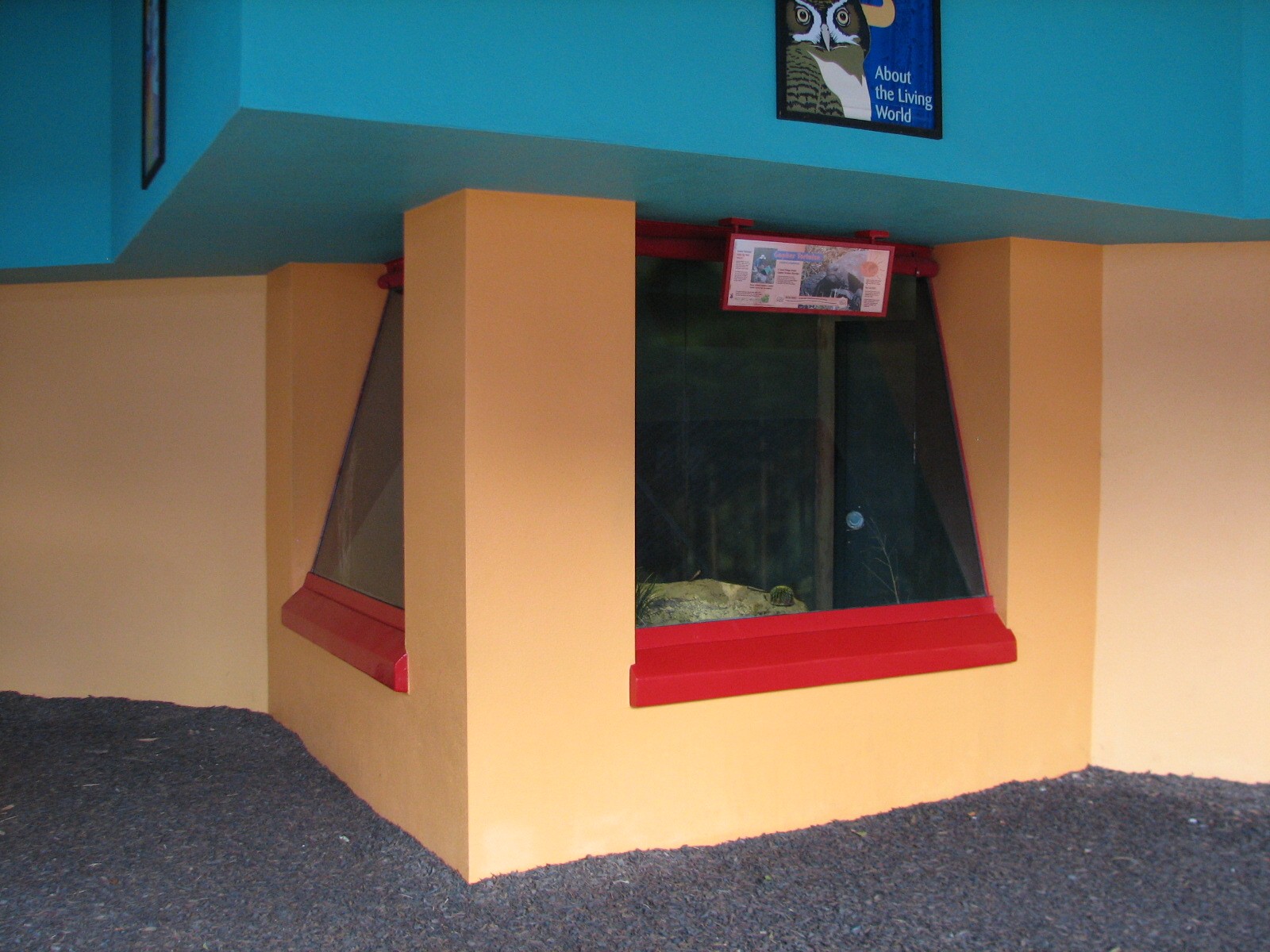 Rafikis Planet Watch - Conservation Station - Gopher Tortoise Exhibit