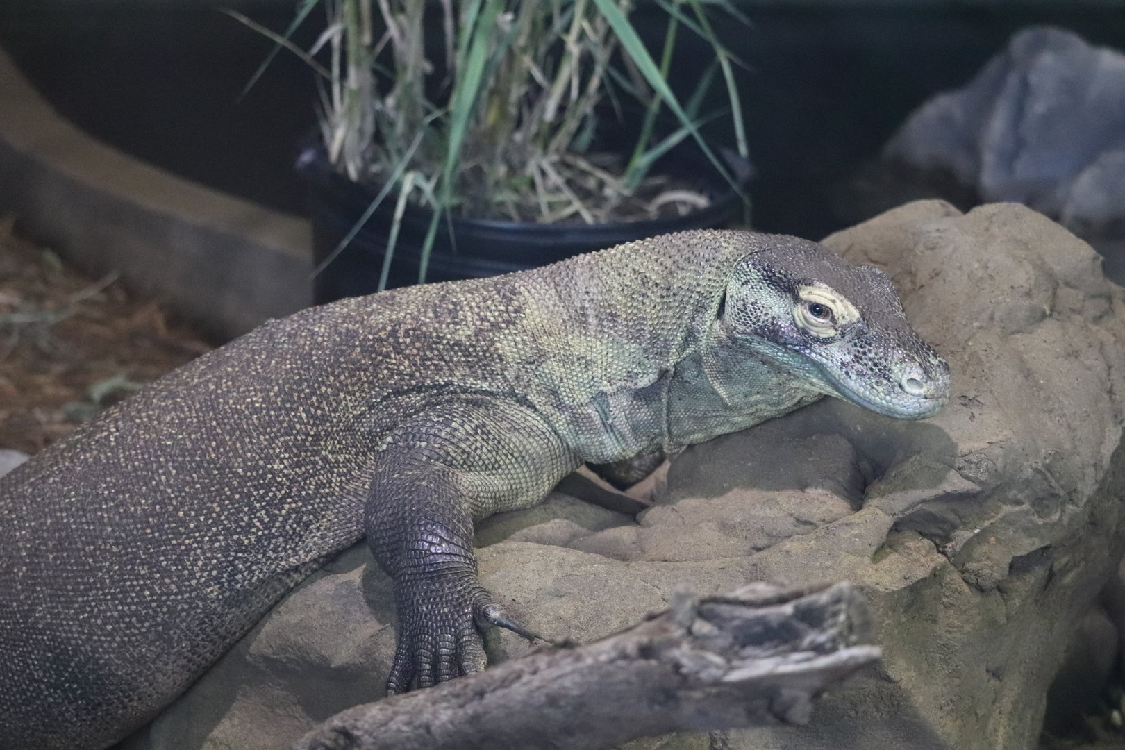 Rafiki's Planet Watch - Komodo Dragon