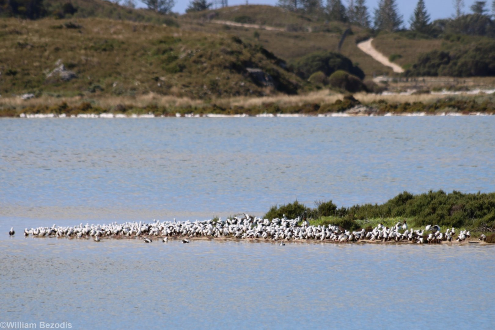 'Raft' of Banded Stilts - Rottnest Island