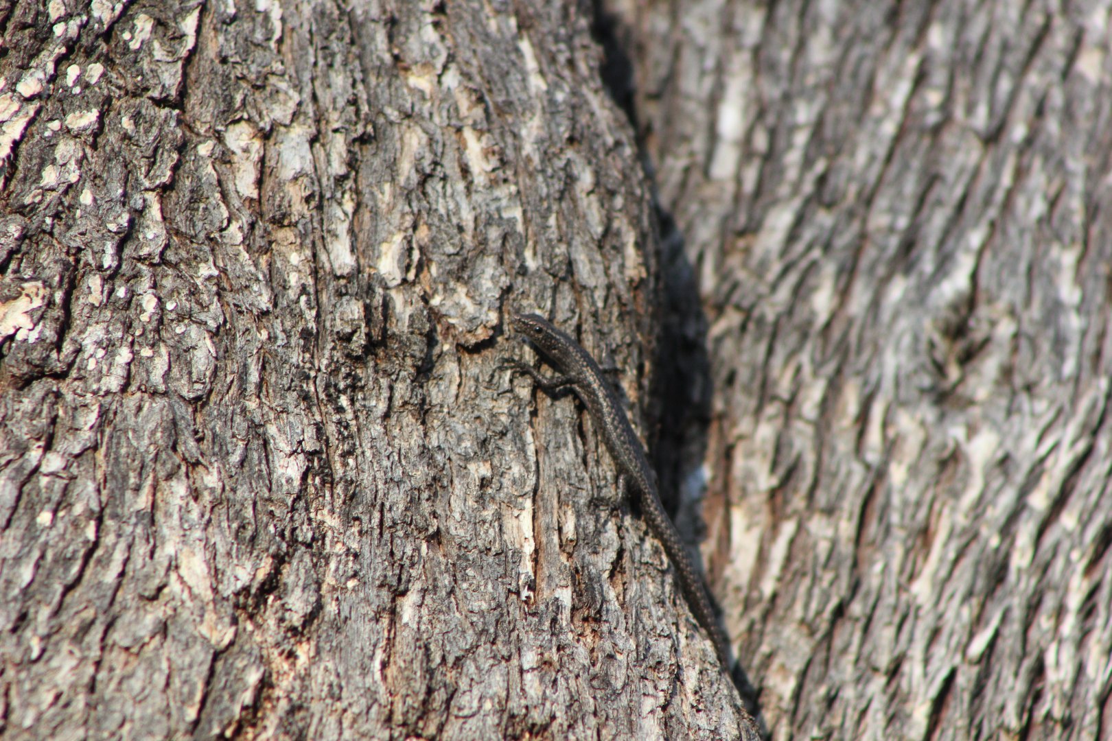 Ragged Snake-eyed Skink (Cryptoblepharus pannosus)