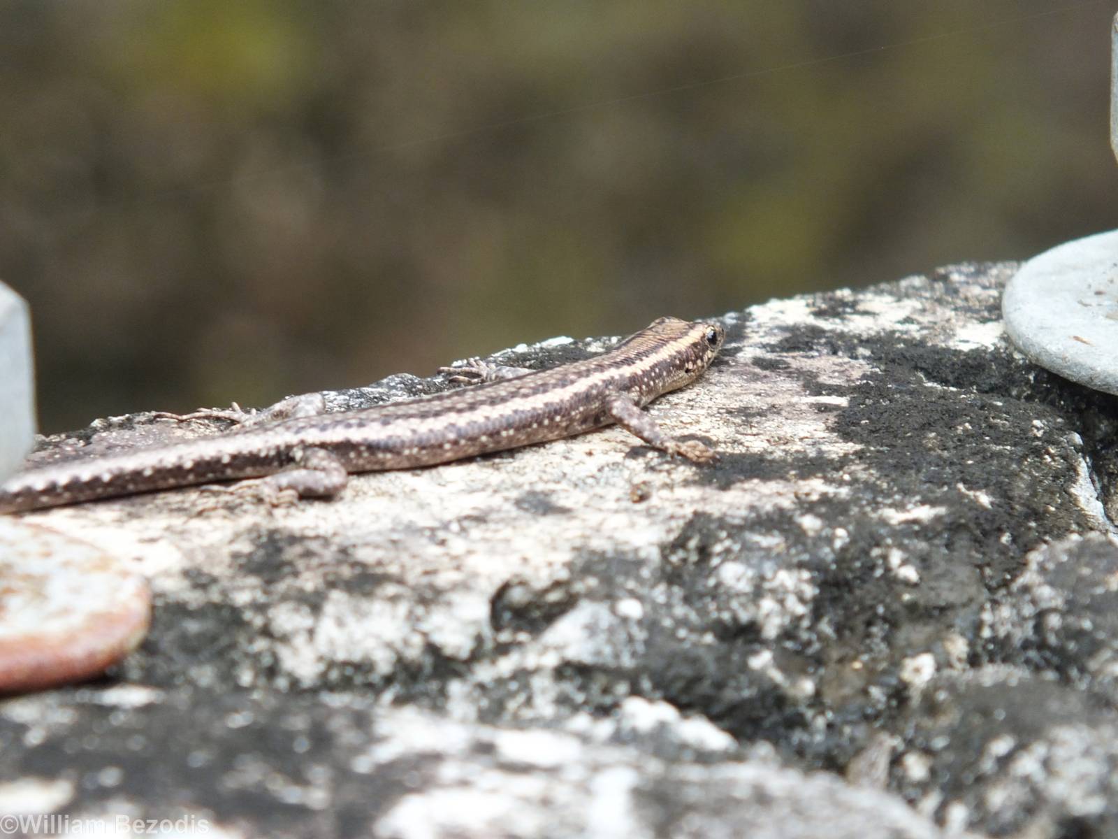 Ragged Snake-eyed Skink