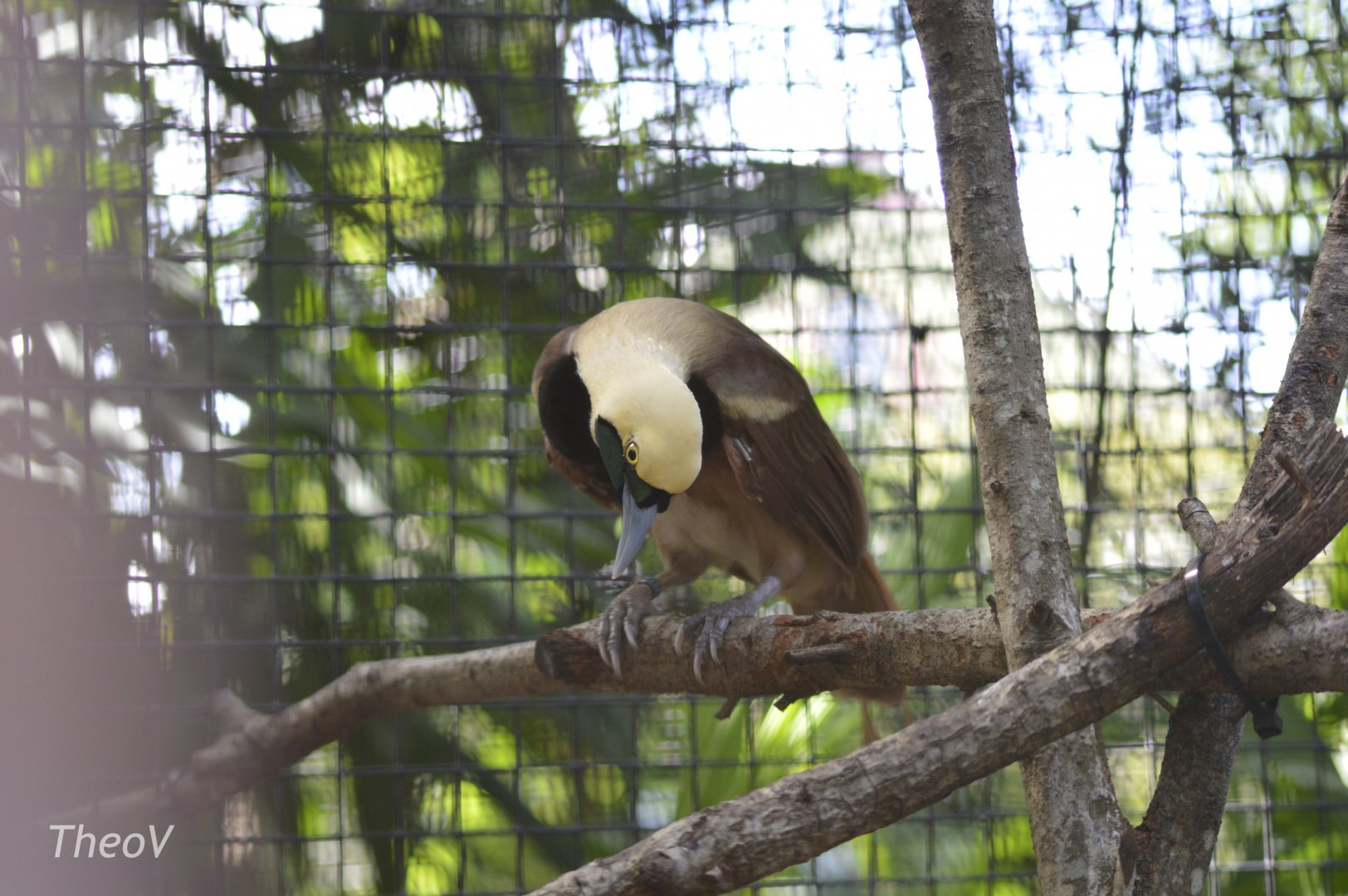 Raggiana bird-of-paradise [2017]