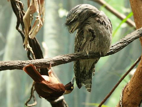 Raggiana Bird-of-paradise and Tawny Frogmouth