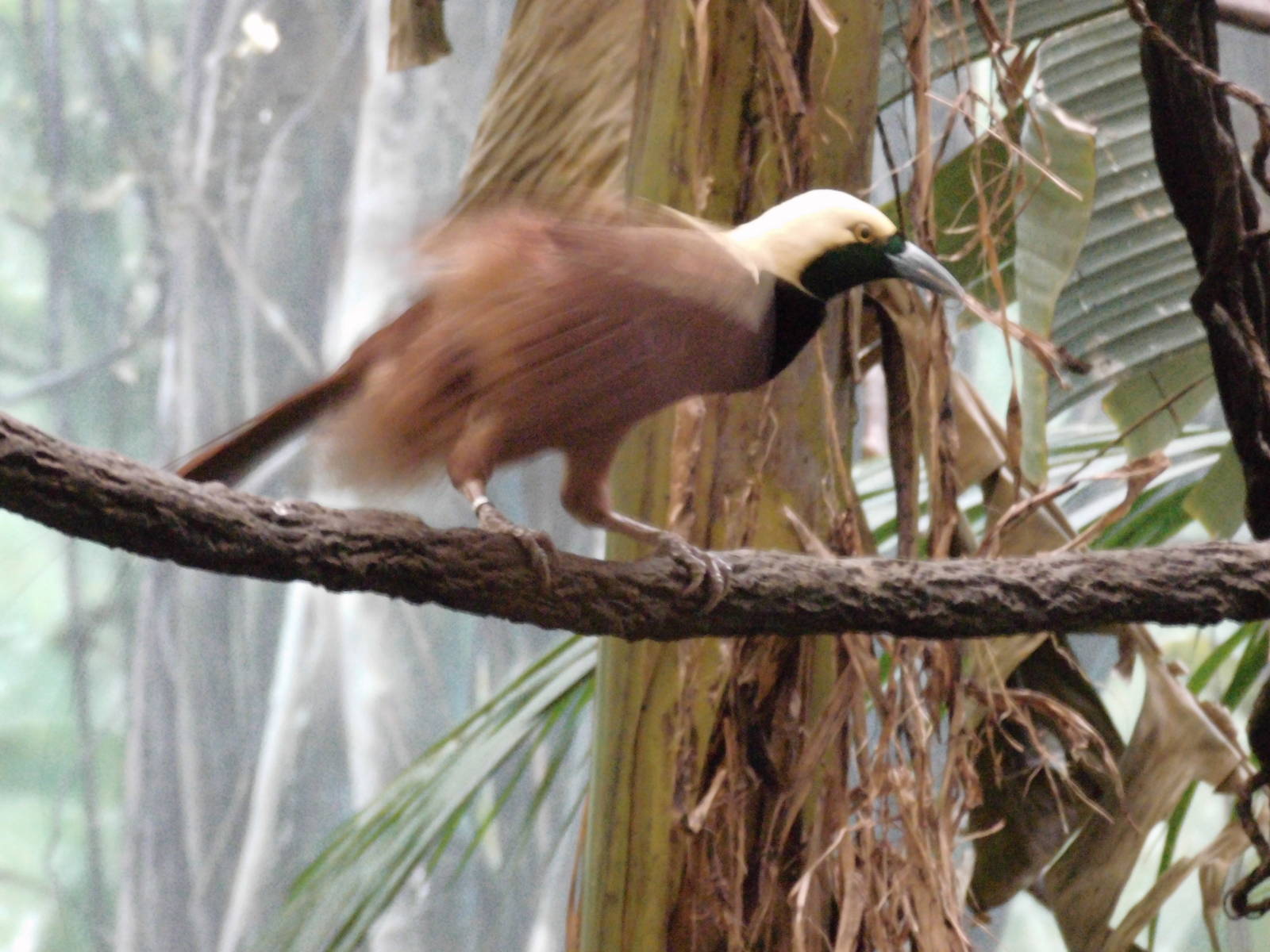 Raggiana Bird-of-paradise at Bronx zoo 2014-12-27