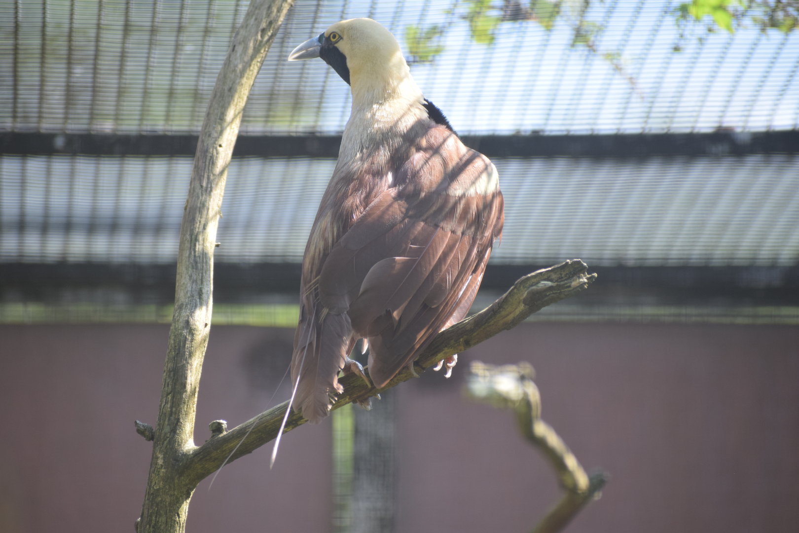 Raggiana bird-of-paradise - August 2023