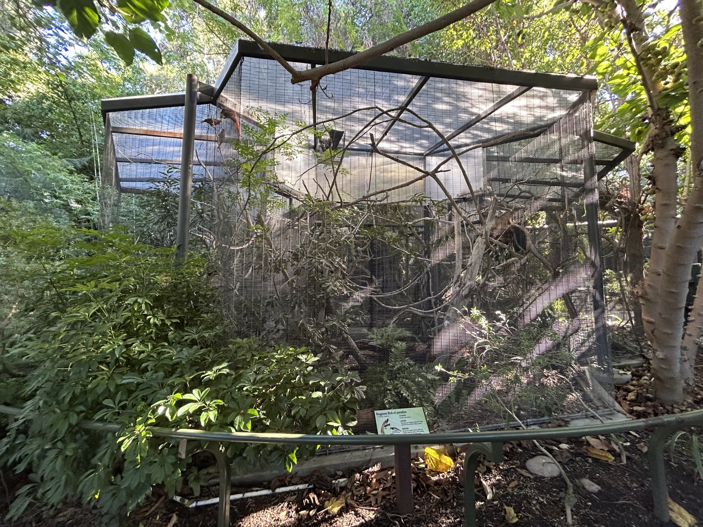 Raggiana Bird-of-Paradise Aviaries