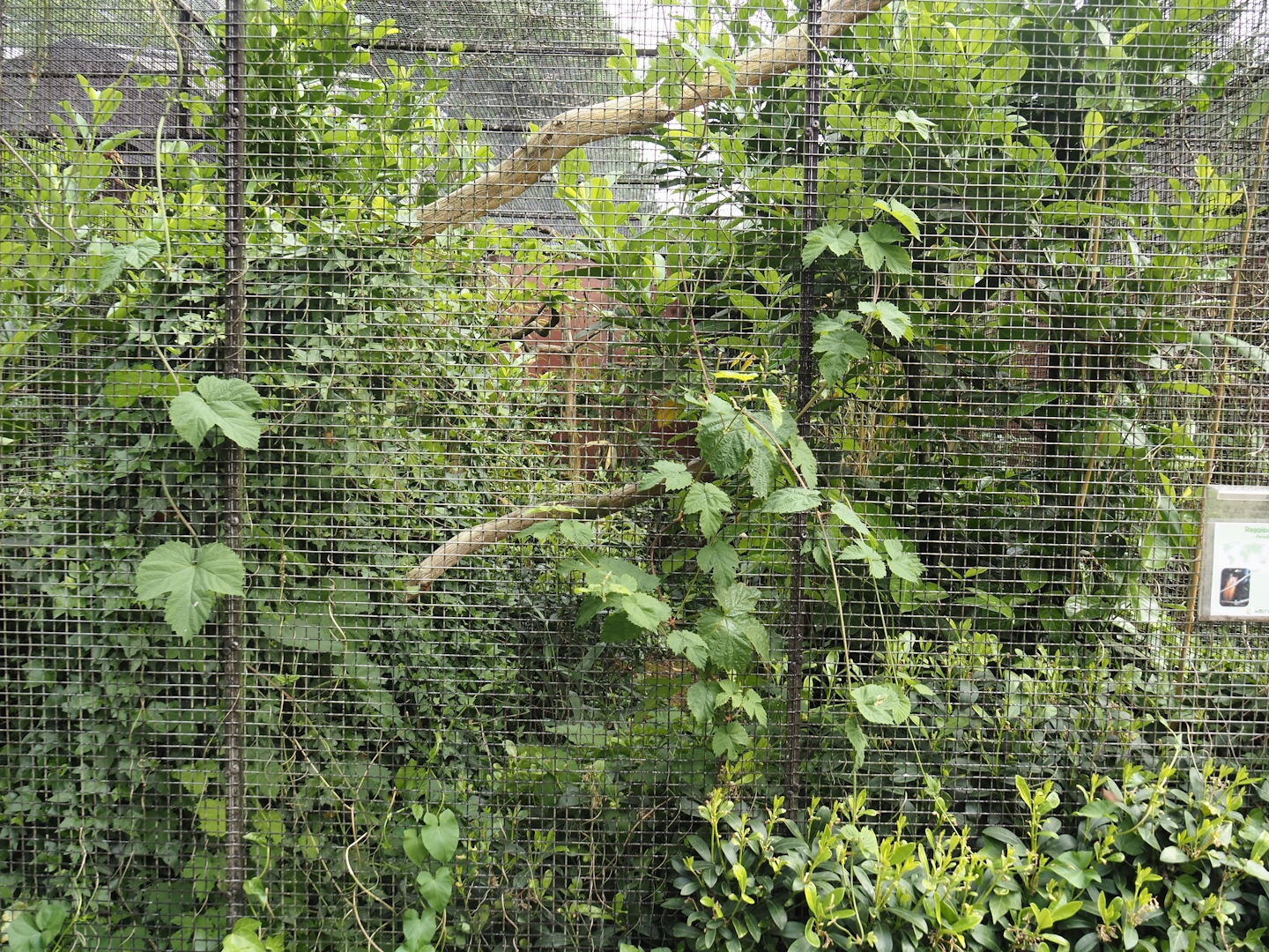 Raggiana bird-of-paradise aviary, 2024-05-21