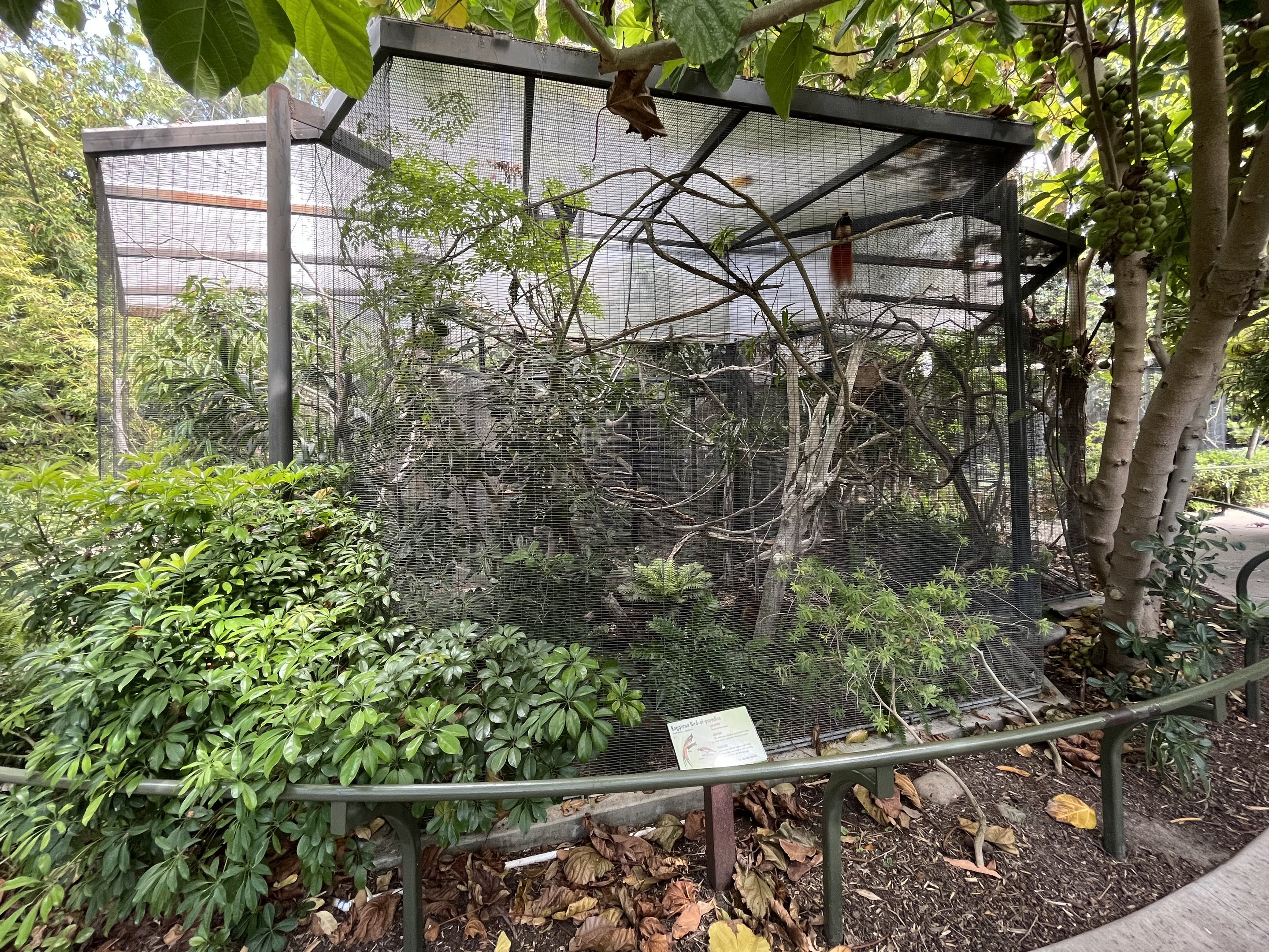 Raggiana Bird of Paradise Aviary