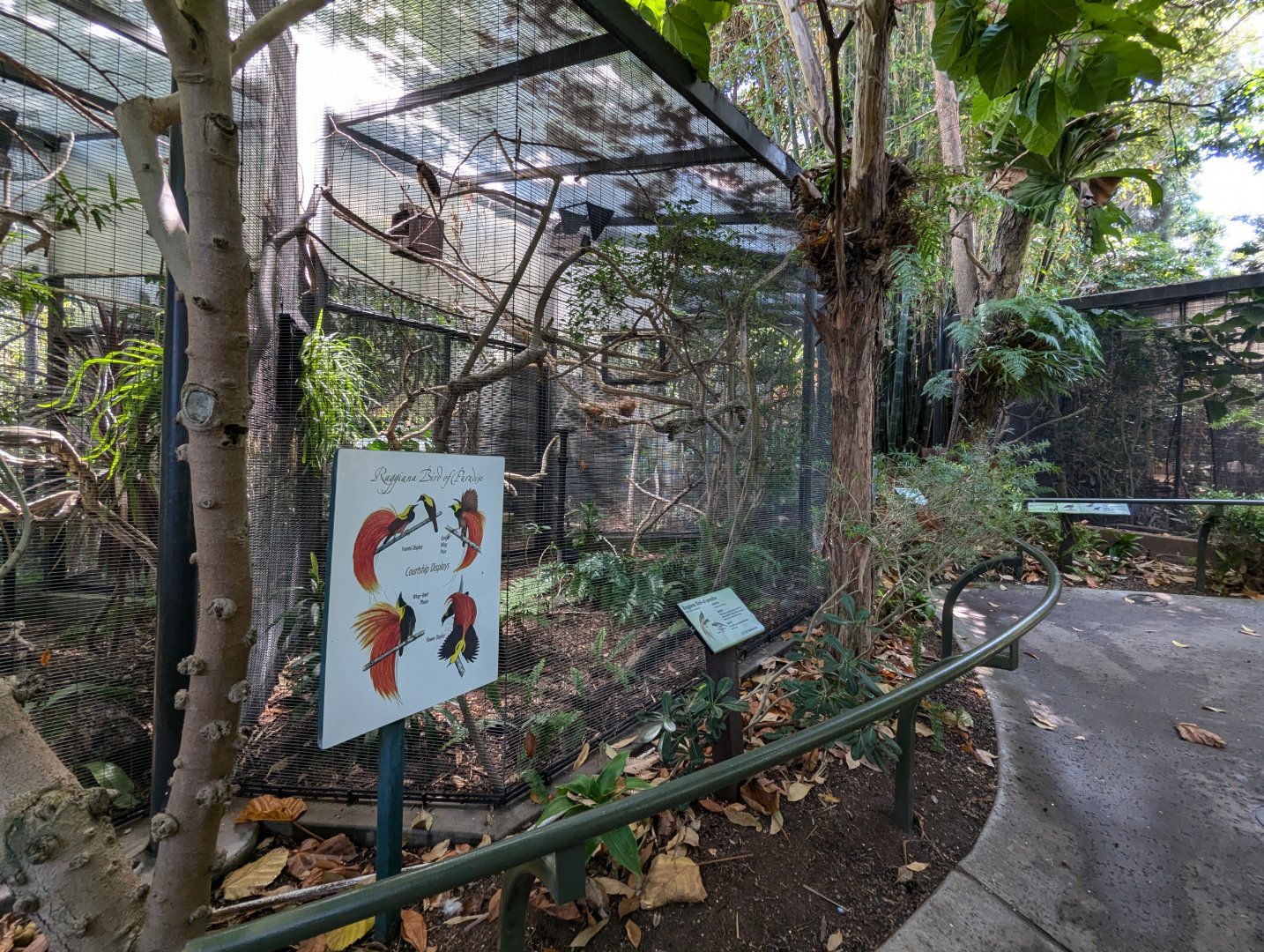 Raggiana Bird of Paradise Aviary