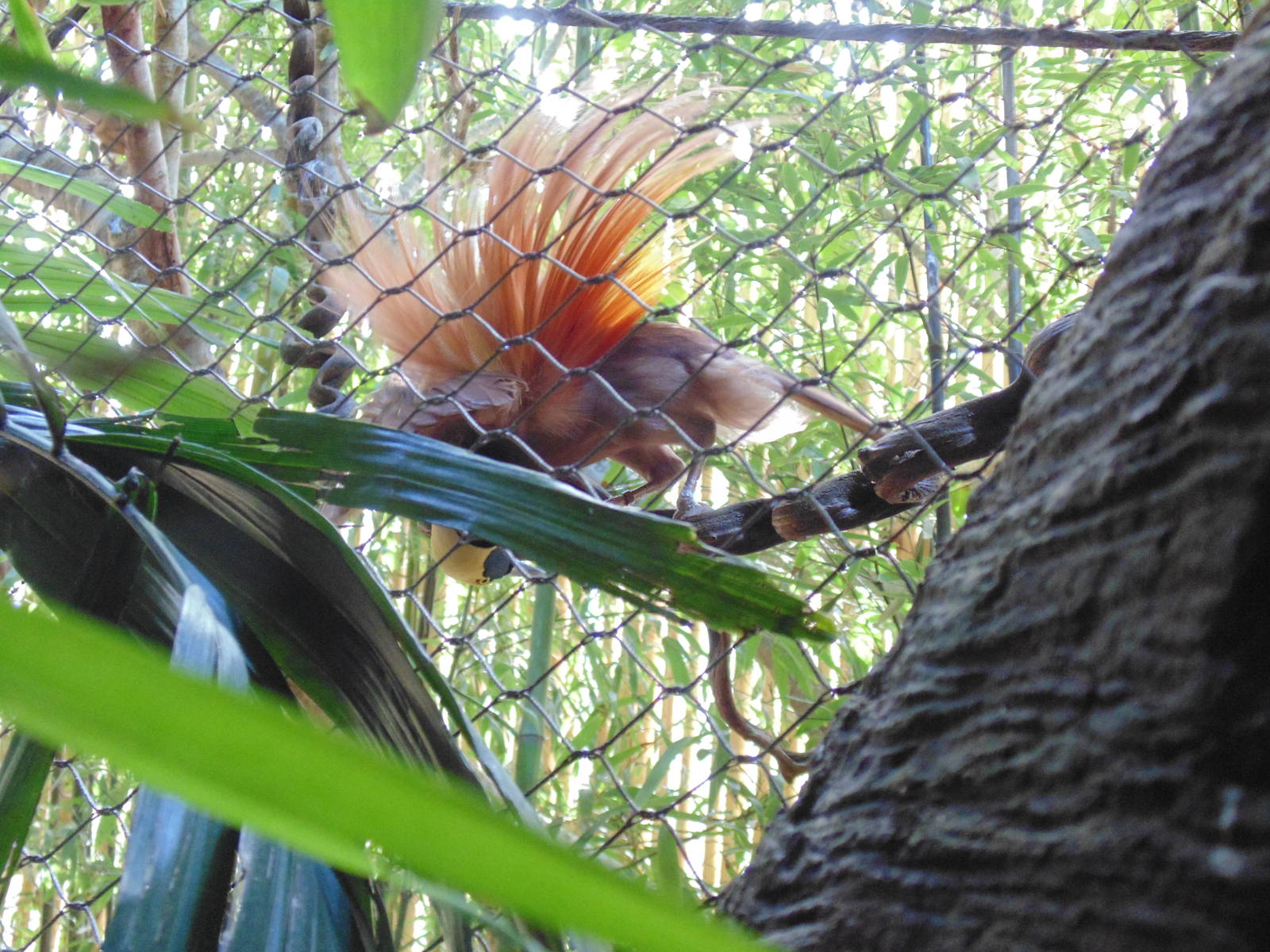 Raggiana Bird Of Paradise displaying for females