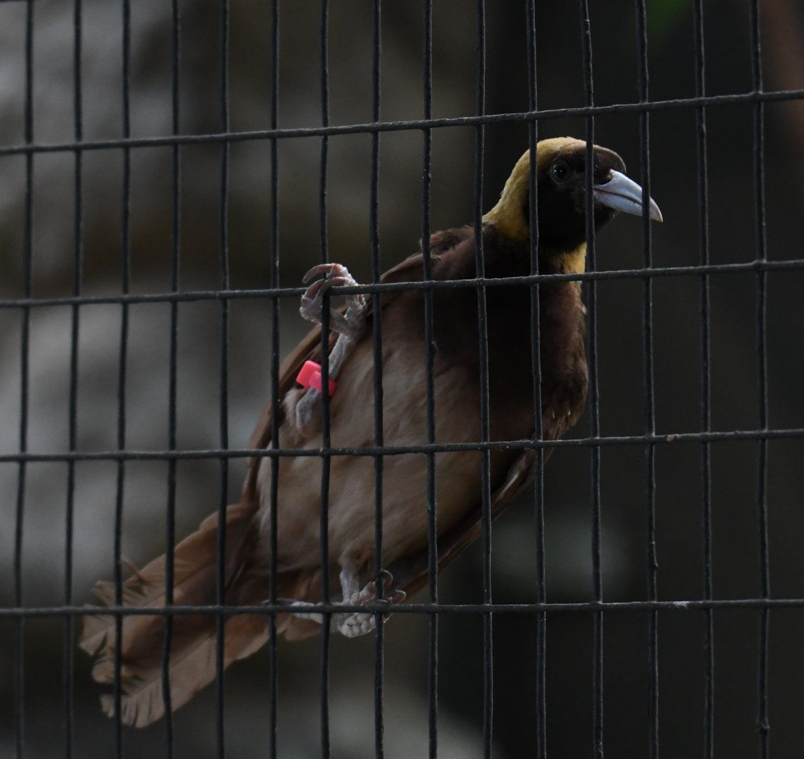 Raggiana bird-of-paradise - Feathers & Scales