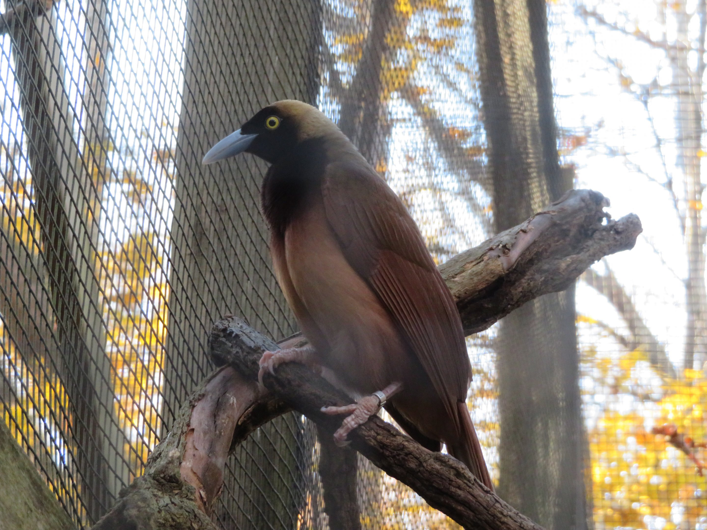 Raggiana Bird-of-Paradise (Female)