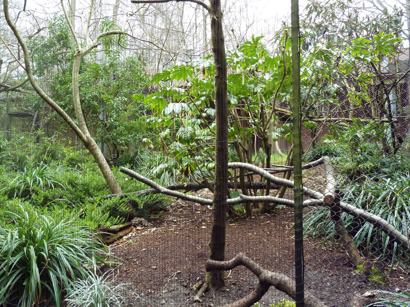 Raggiana Bird Of Paradise/Golden Pheasant Exhibit