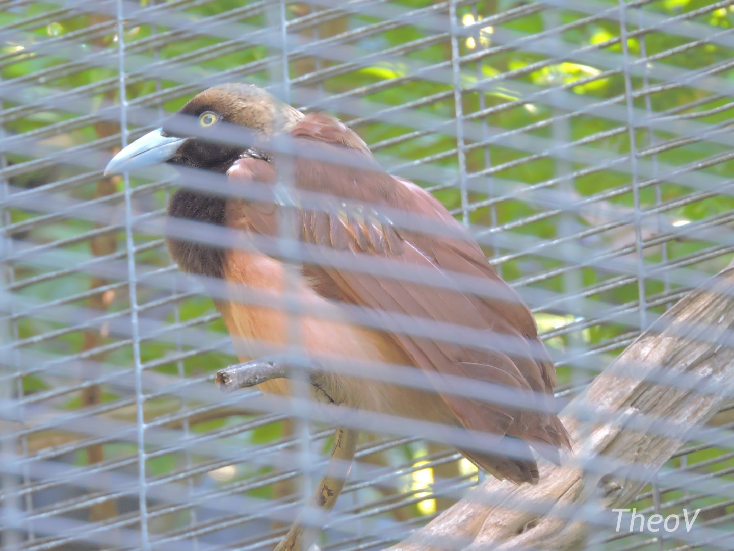 Raggiana bird-of-paradise - Lost Forest [2015]