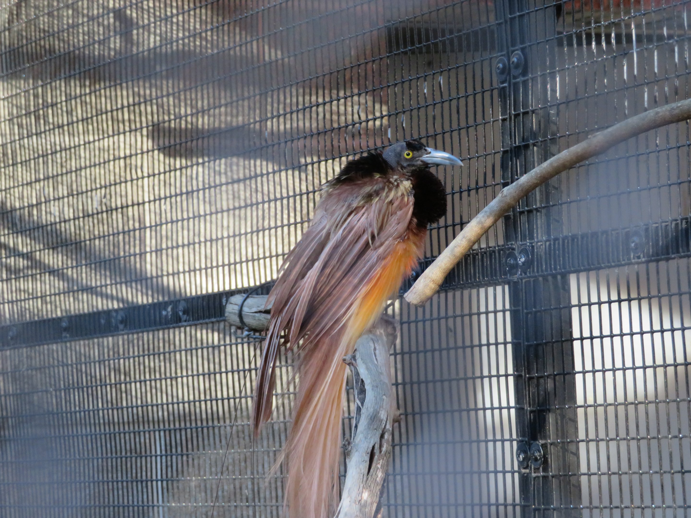 Raggiana Bird-of-Paradise (Male)