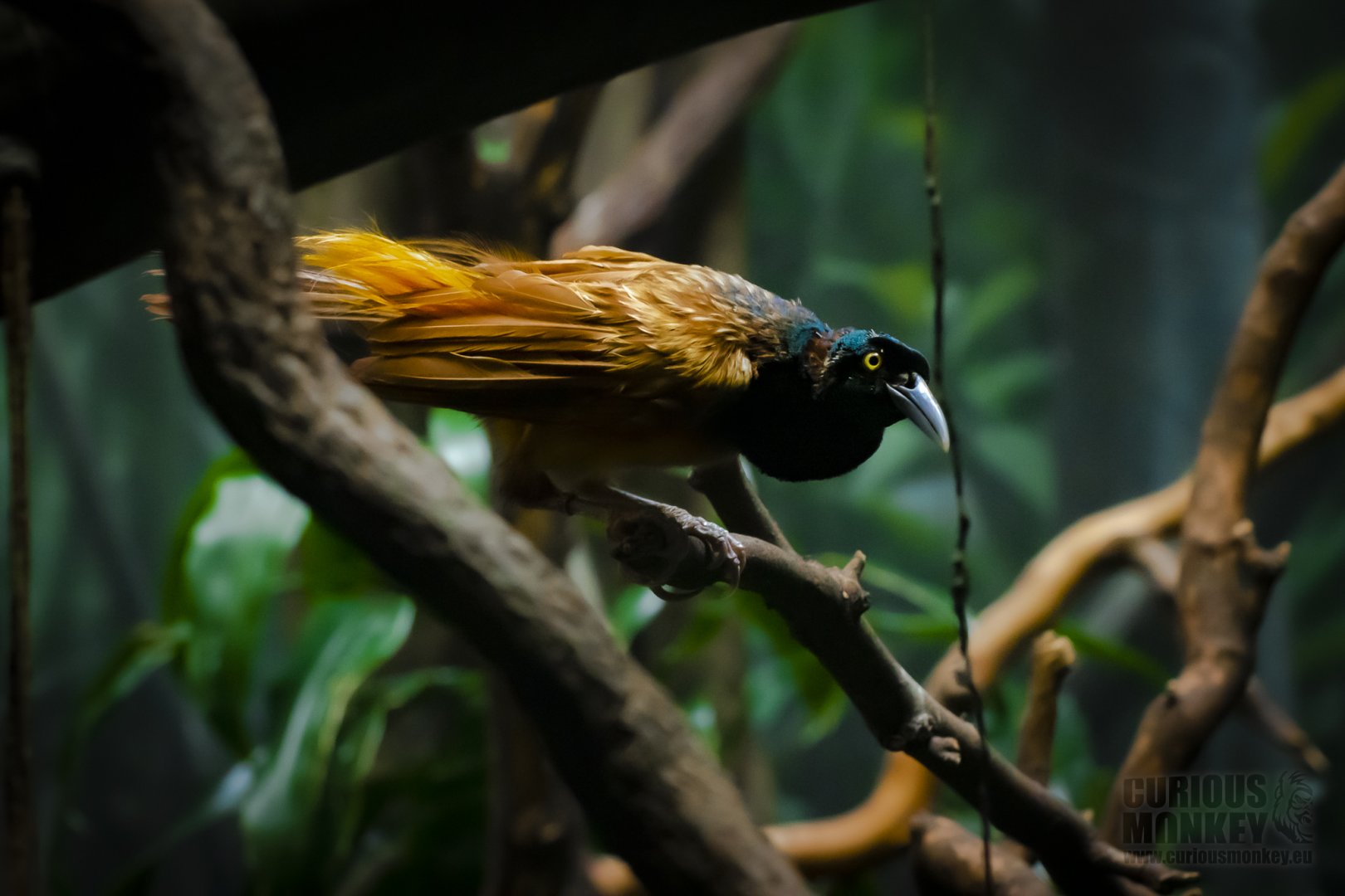 Raggiana Bird-of-paradise (paradisaea raggiana) 02/20